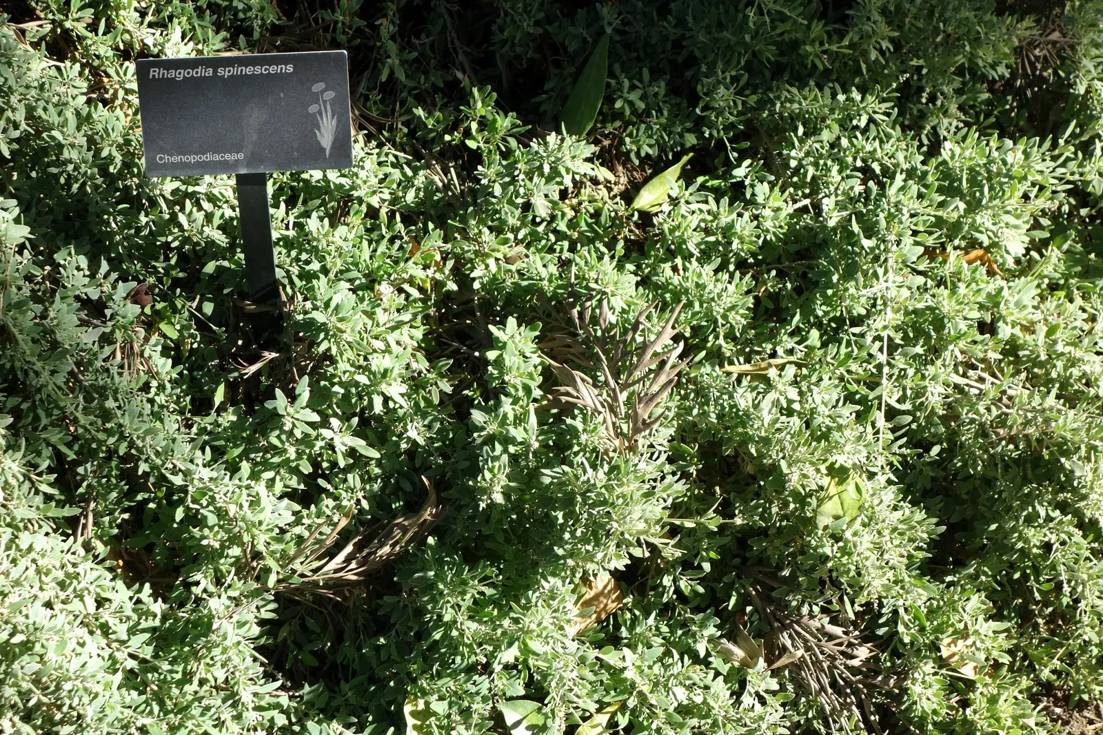 Creeping Australian Saltbush (Rhagodia Spinescens) — It tolerates poor soil and can survive coastal conditions