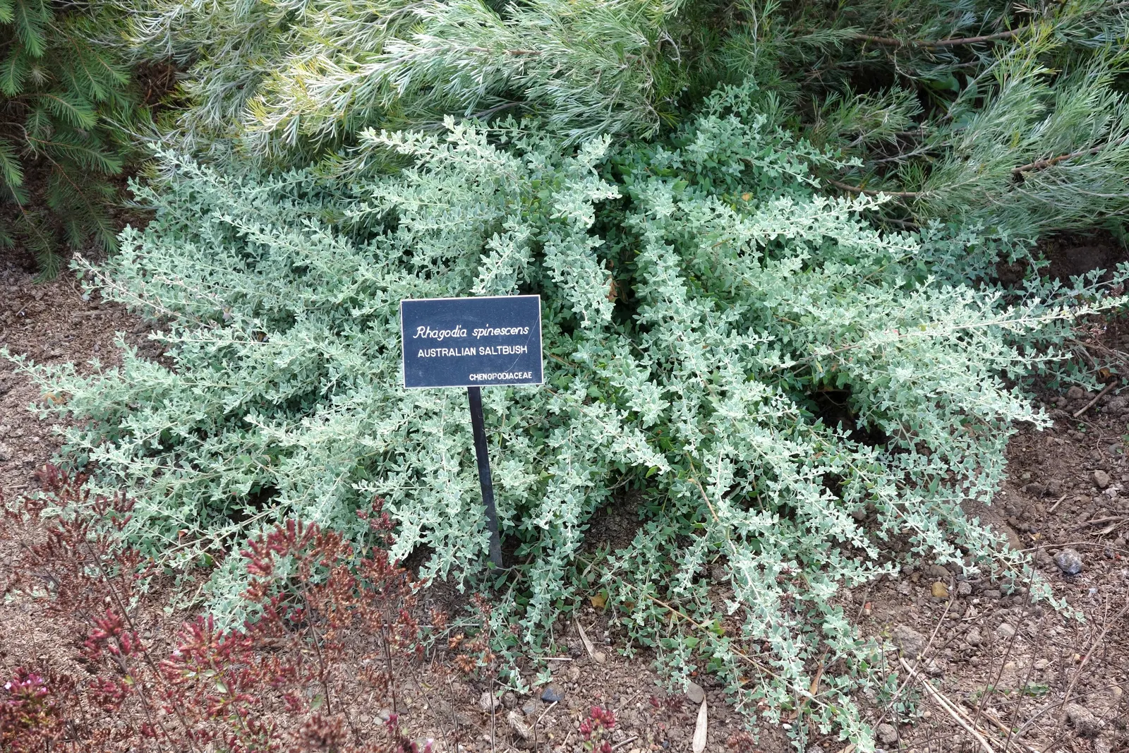 Creeping Australian Saltbush (Rhagodia Spinescens) — This drought-tolerant plant can spread up to 5 feet, with a height of about 6 inches