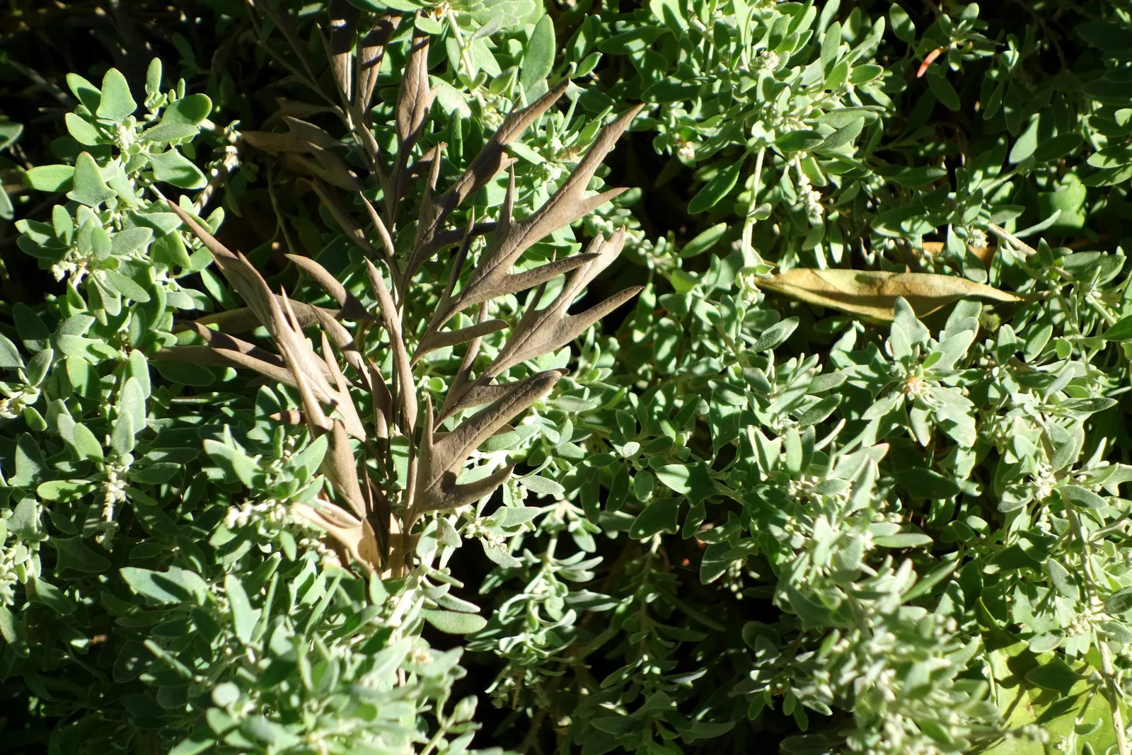 Creeping Australian Saltbush (Rhagodia Spinescens) — is a resilient and versatile plant native to the arid regions of Australia