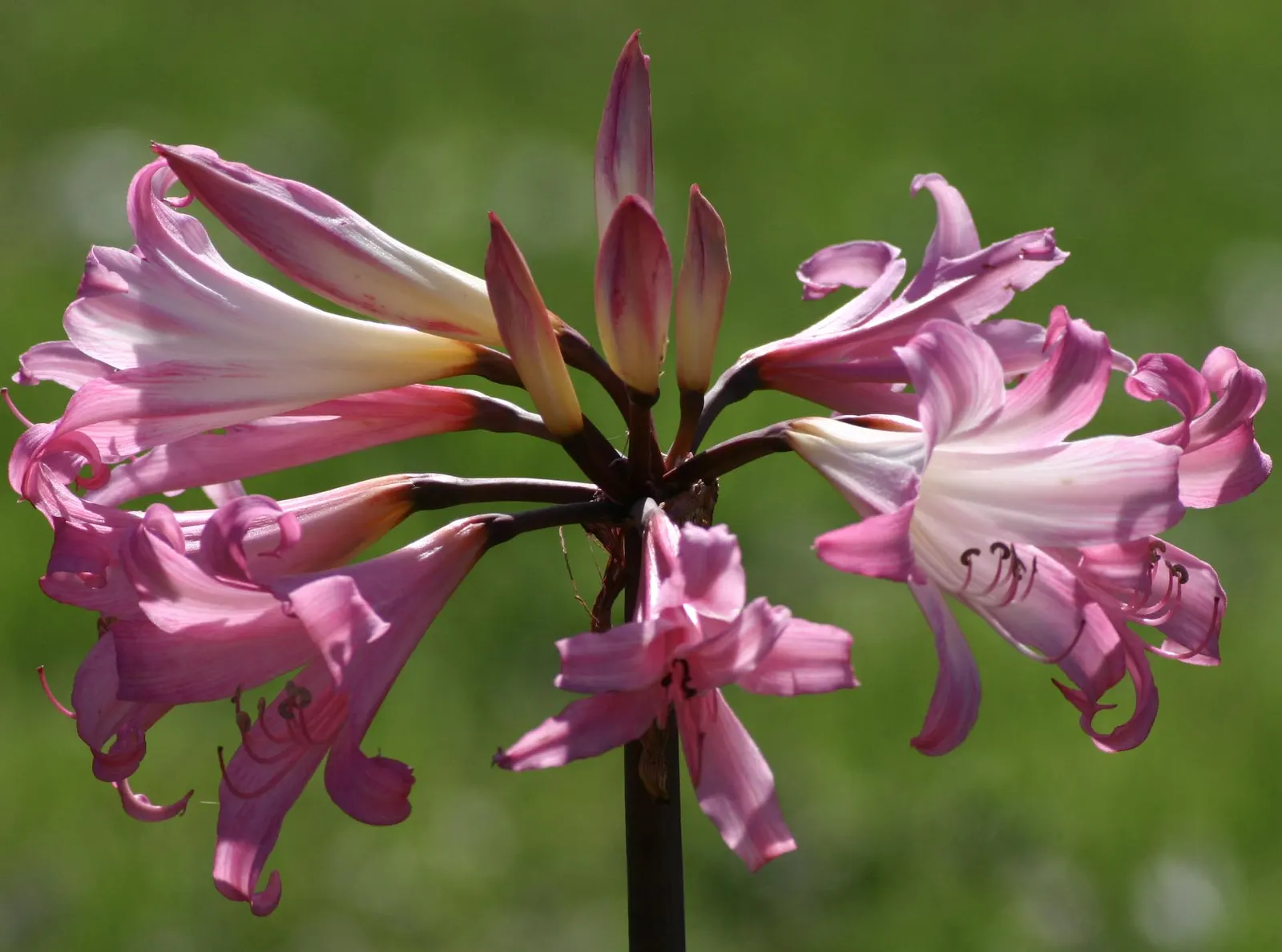 Naked Lady, Belladonna Lily (Amaryllis Belladonna) — making it an excellent choice for borders; this plant thrives in U.S