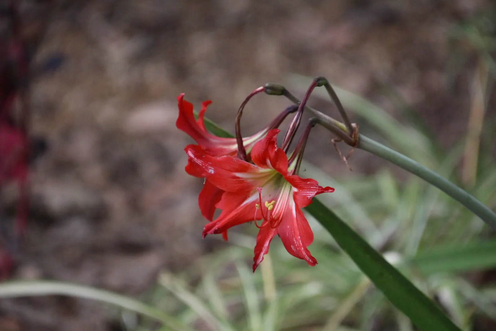 Naked Lady, Belladonna Lily (Amaryllis Belladonna) — Its late-summer bloom offers a striking display ideal for mixed borders