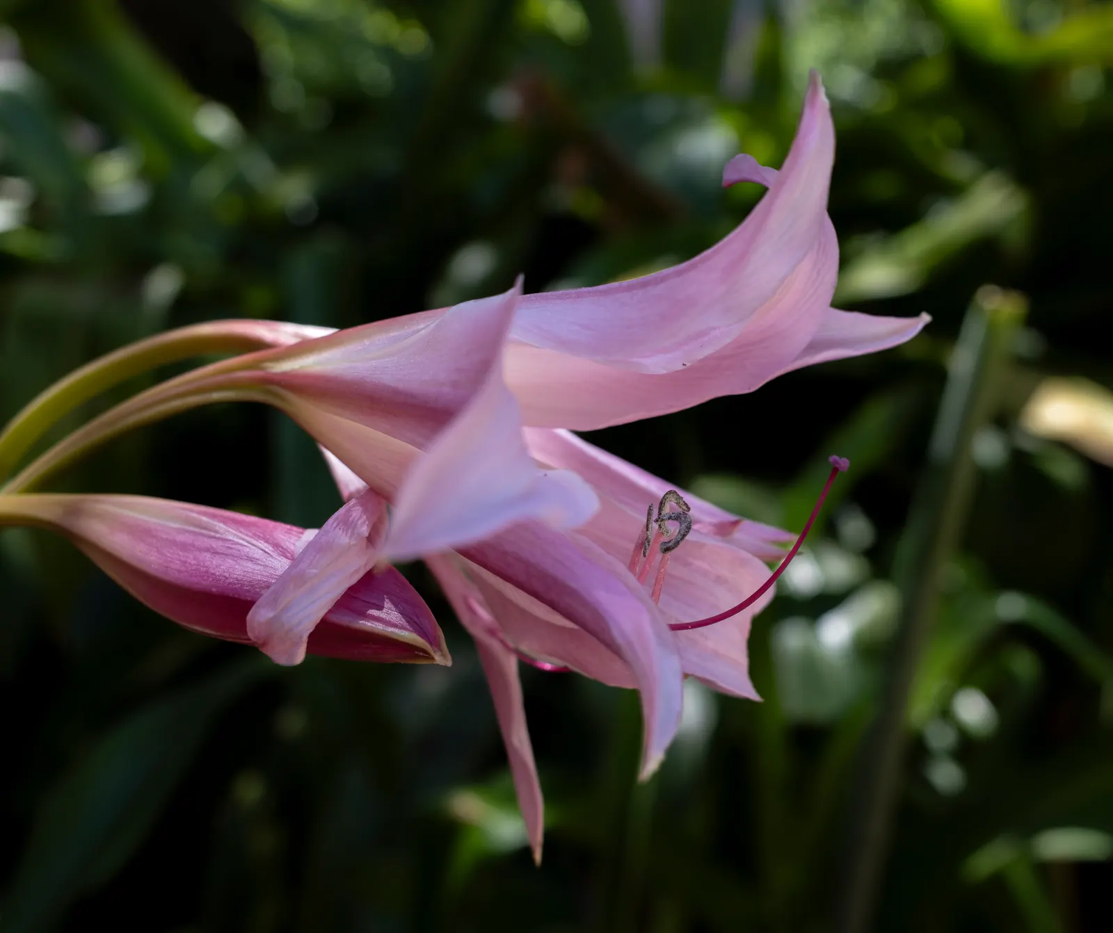 Naked Lady, Belladonna Lily (Amaryllis Belladonna) — This striking species is particularly noted for its vibrant pink blooms and distinctive growth, image 38