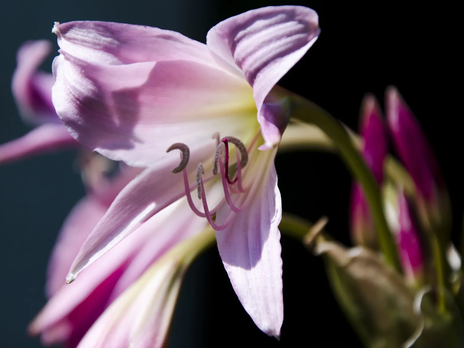 Naked Lady, Belladonna Lily (Amaryllis Belladonna) — Poisonous if ingested; handle with care; or as a stand-alone specimen, image 63