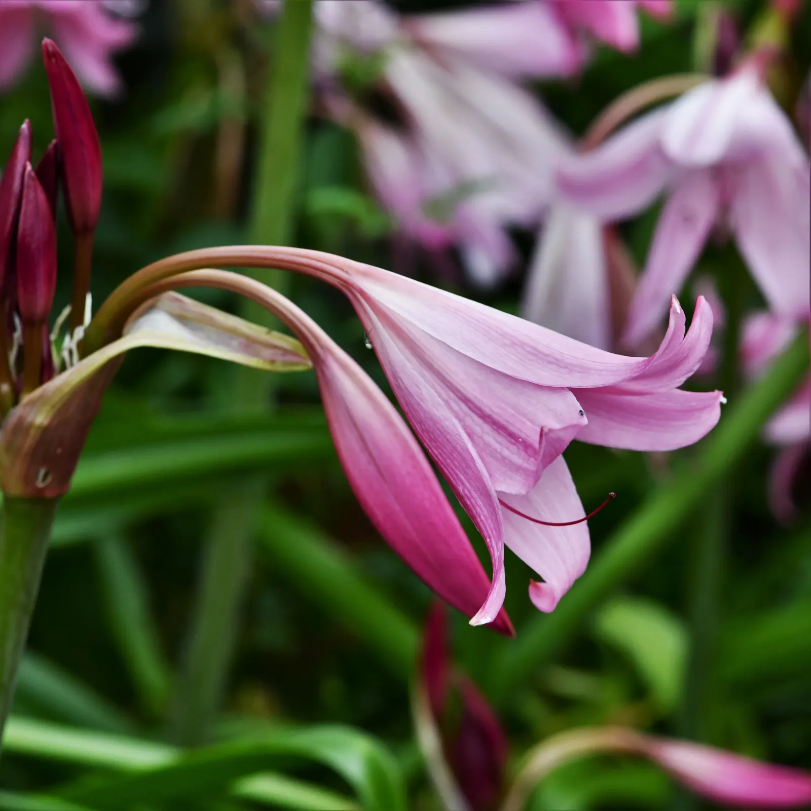 Naked Lady, Belladonna Lily (Amaryllis Belladonna) — zones 7-10, prefers well-drained soil, and full sun exposure; this plant thrives in U.S, image 61