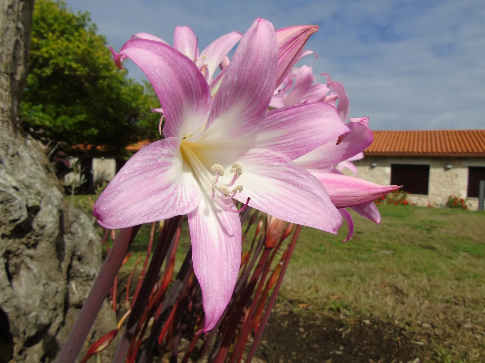 Naked Lady, Belladonna Lily (Amaryllis Belladonna) — zones 7-10, prefers well-drained soil, and full sun exposure; this plant thrives in U.S