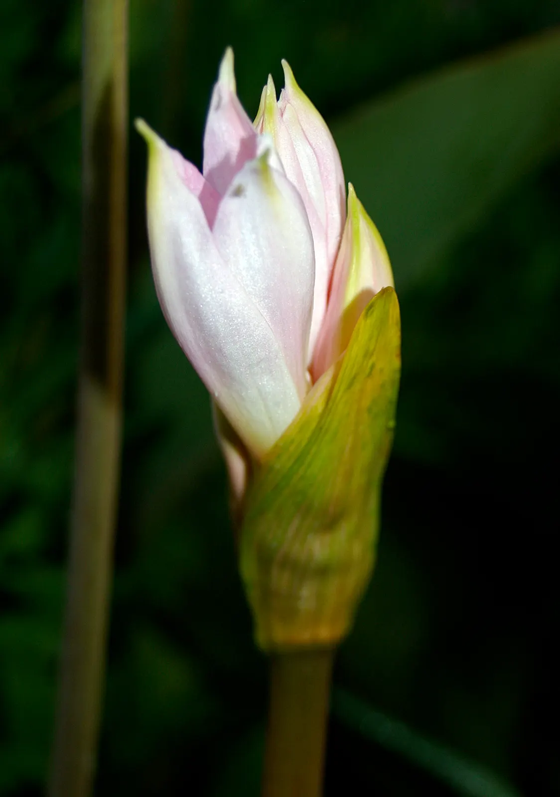 Naked Lady, Belladonna Lily (Amaryllis Belladonna) — multi-colored and pink flowers in the garden