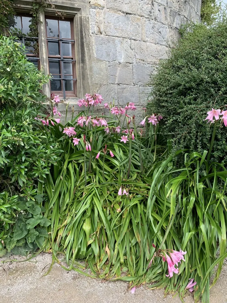 Naked Lady, Belladonna Lily (Amaryllis Belladonna) — enduring temperatures down to 5&deg;F to -12&deg;F