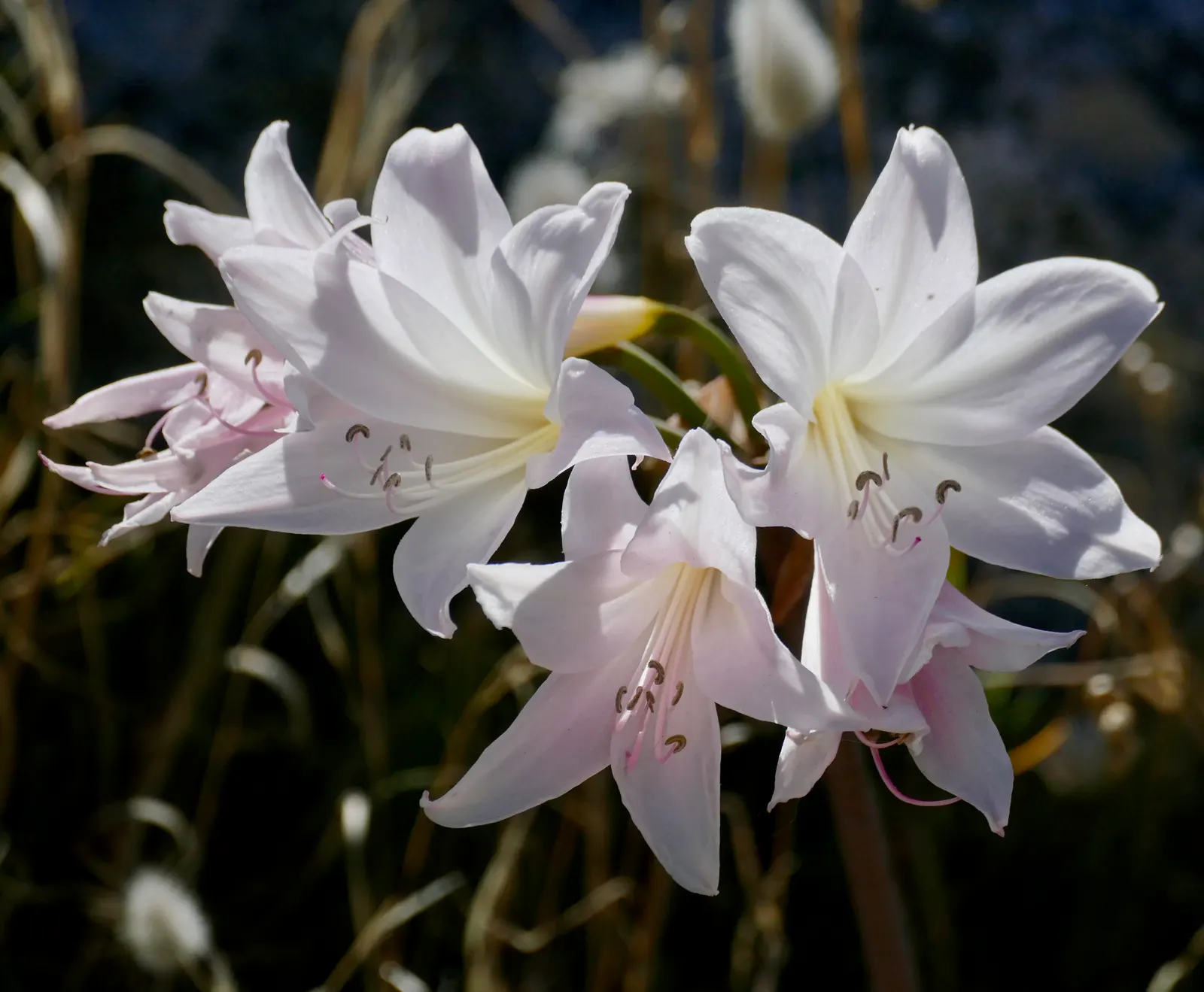 Naked Lady, Belladonna Lily (Amaryllis Belladonna) — sunny locations and well-draining soil