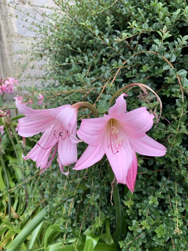 Naked Lady, Belladonna Lily (Amaryllis Belladonna) — bulb for full or half or shade
