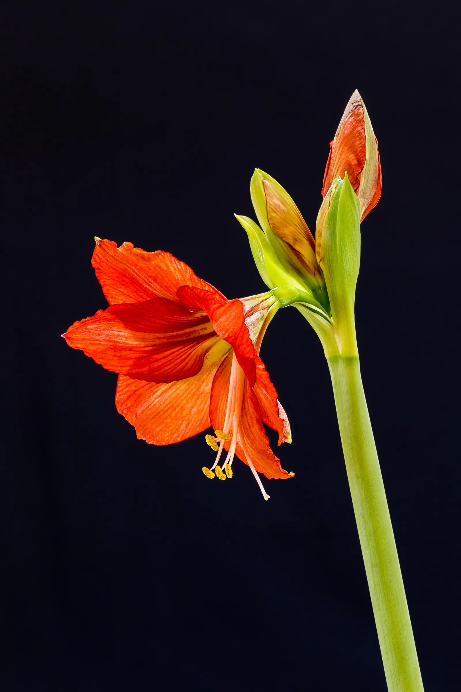 Naked Lady, Belladonna Lily (Amaryllis Belladonna) — Mediterranean feel to the setting; this plant thrives in U.S