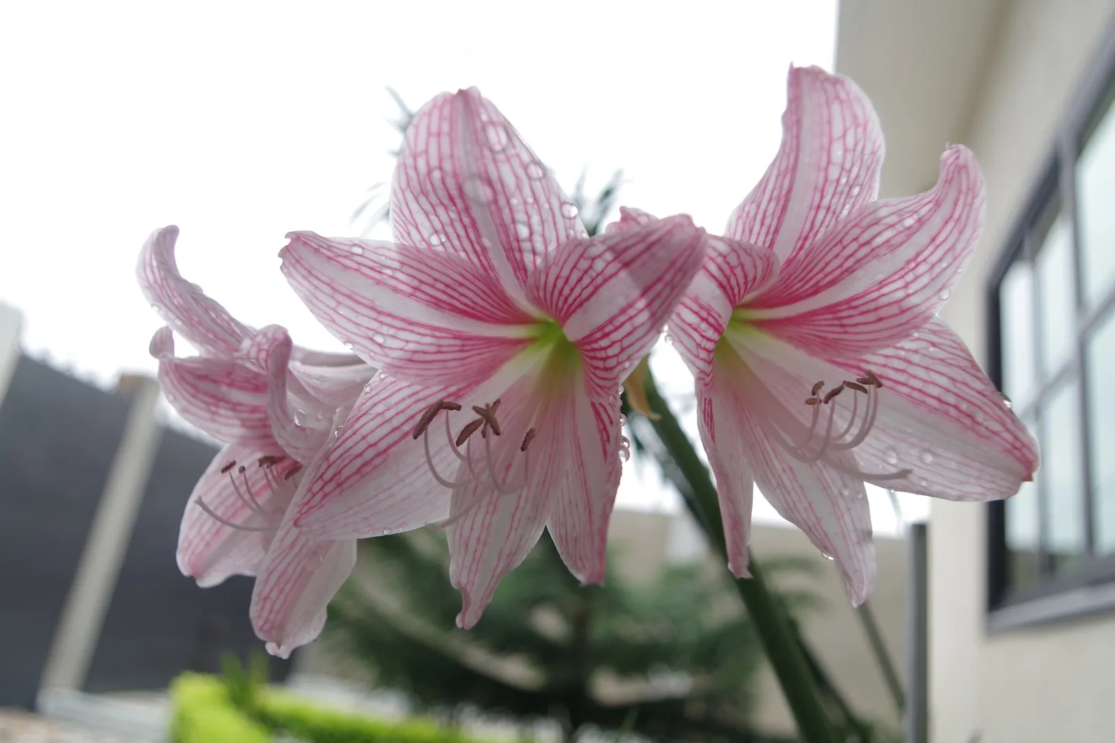 Naked Lady, Belladonna Lily (Amaryllis Belladonna) — commonly referred to as the Naked Lady or the Belladonna Lily