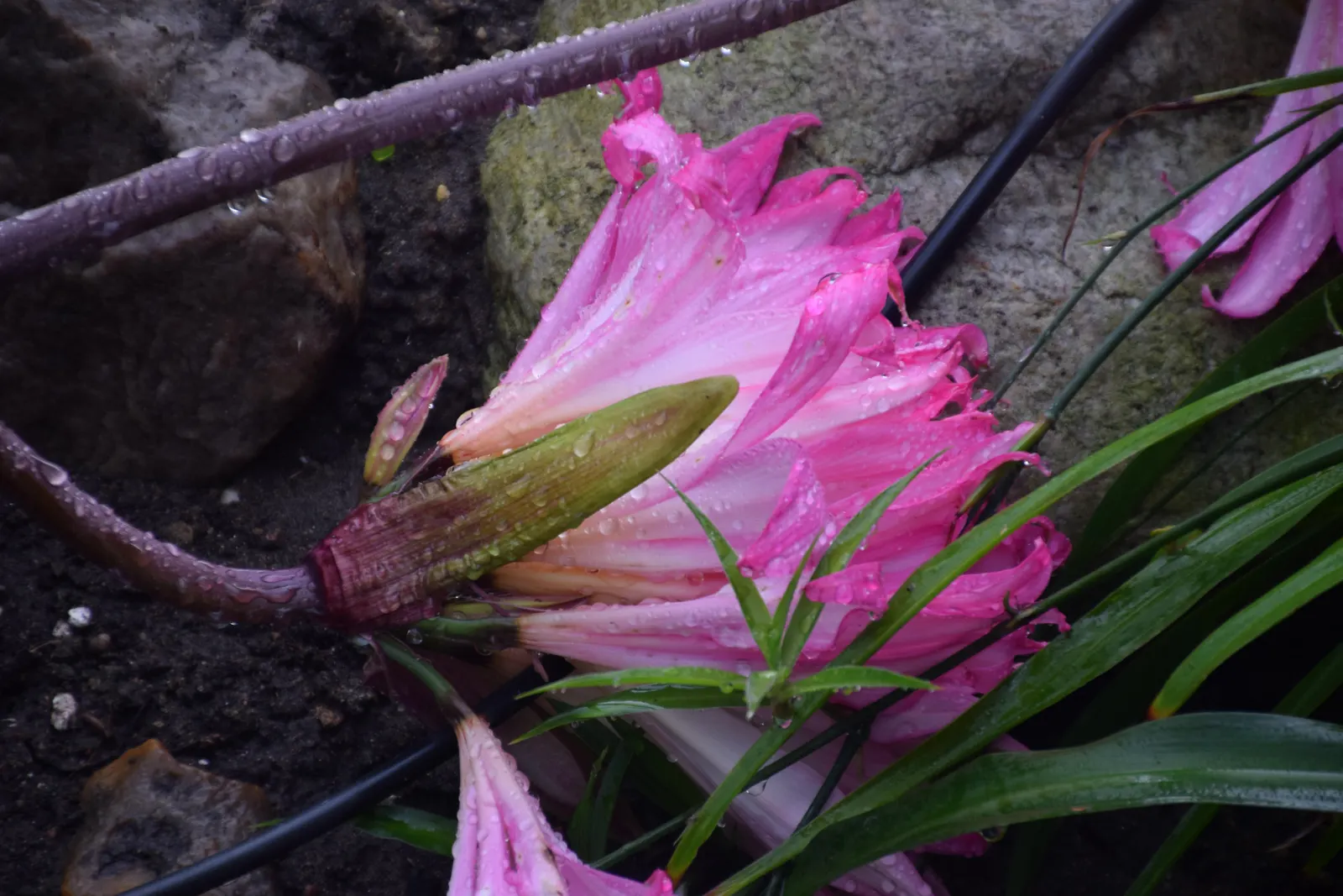 Naked Lady, Belladonna Lily (Amaryllis Belladonna) — The strap-like leaves emerge in late winter; or as a stand-alone specimen