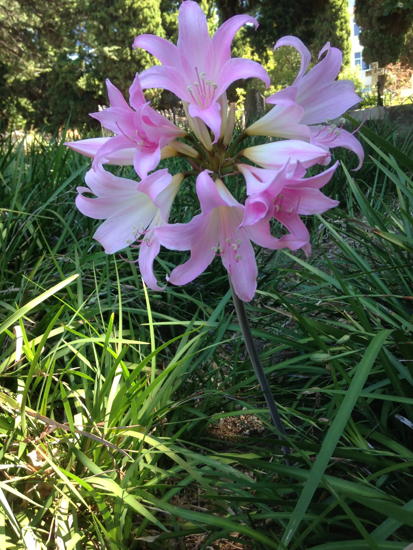 Naked Lady, Belladonna Lily (Amaryllis Belladonna) — is a perennial flowering plant native to South Africa; this plant thrives in U.S