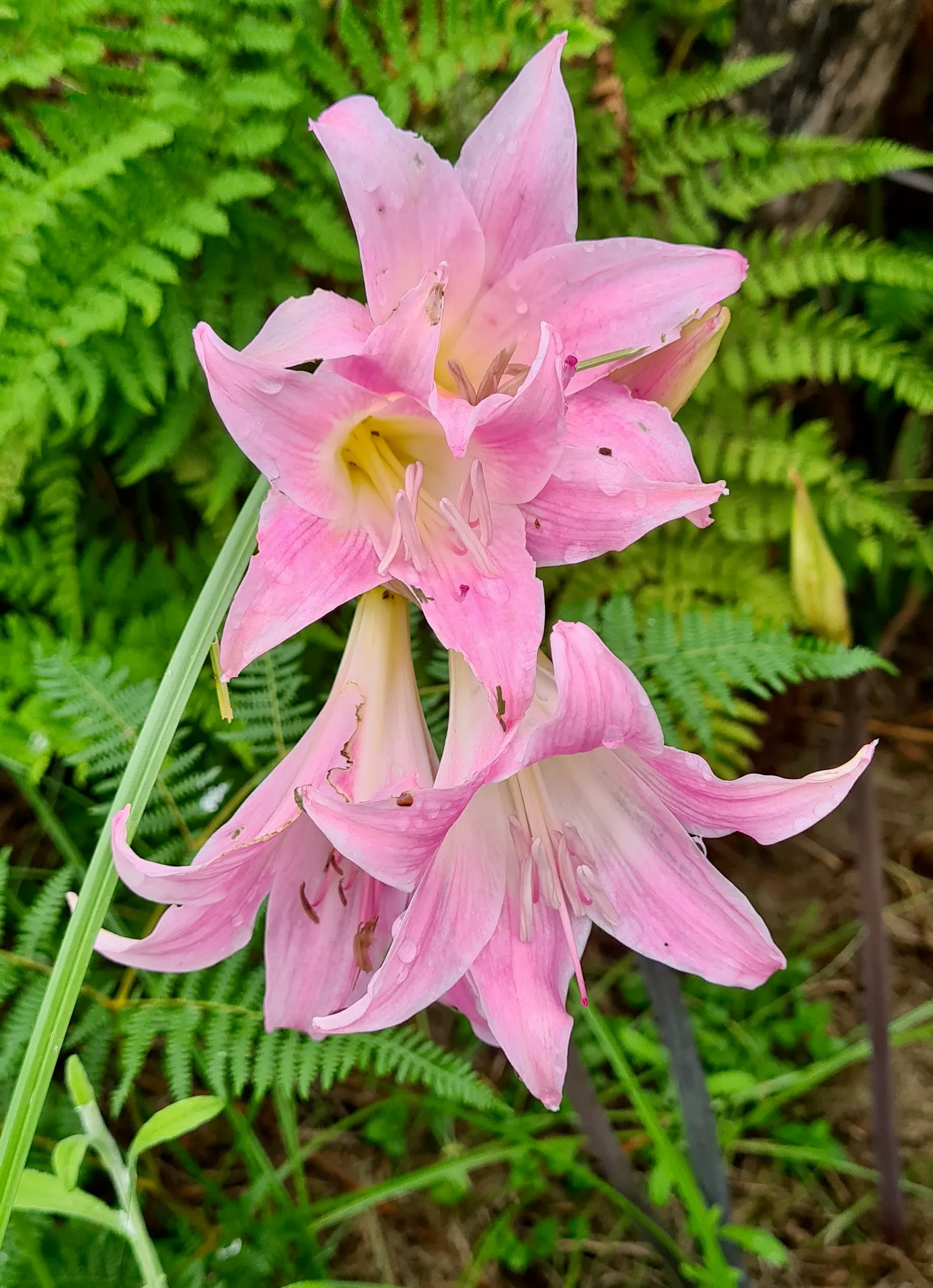 Naked Lady, Belladonna Lily (Amaryllis Belladonna) — pale pink to a more intense magenta