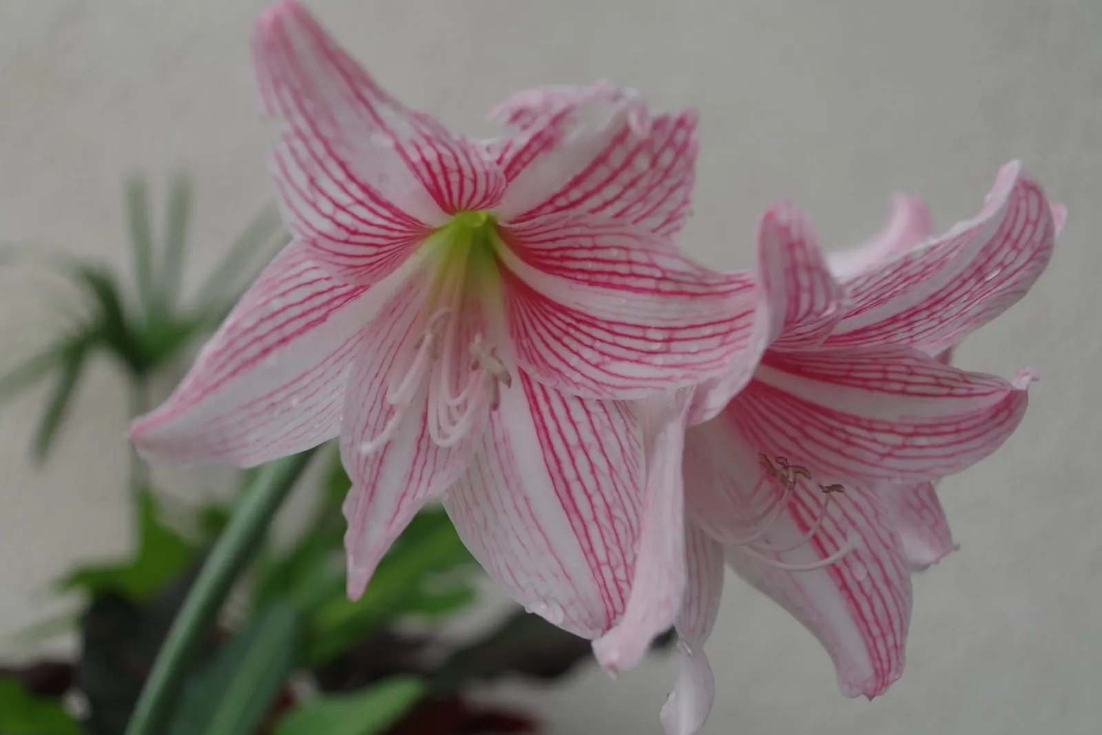 Naked Lady, Belladonna Lily (Amaryllis Belladonna) — each bloom measuring approximately 4 to 6 inches in diameter.<br><br>Blossoming in late summer to early