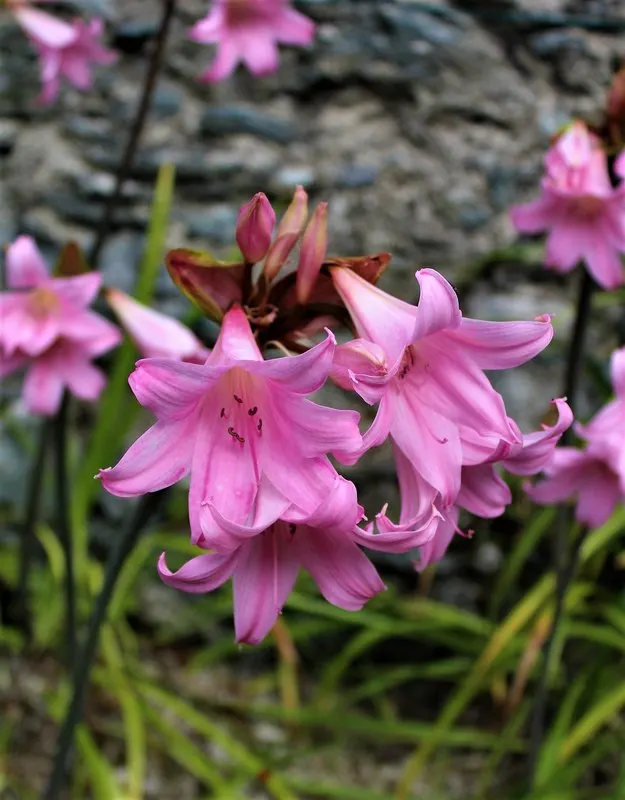 Naked Lady, Belladonna Lily (Amaryllis Belladonna) — bulb with multi-colored and pink blooms; or as a stand-alone specimen