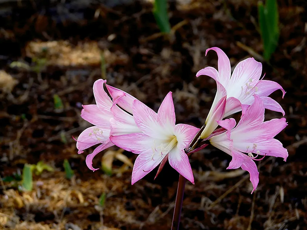 Naked Lady, Belladonna Lily (Amaryllis Belladonna) — the Belladonna Lily prefers warm; or as a stand-alone specimen