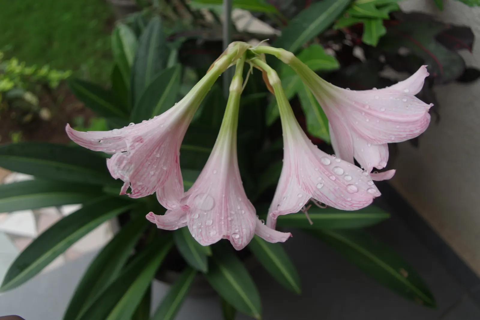Naked Lady, Belladonna Lily (Amaryllis Belladonna) — It is vital to ensure that the upper part of the bulb is slightly exposed above the soil surface