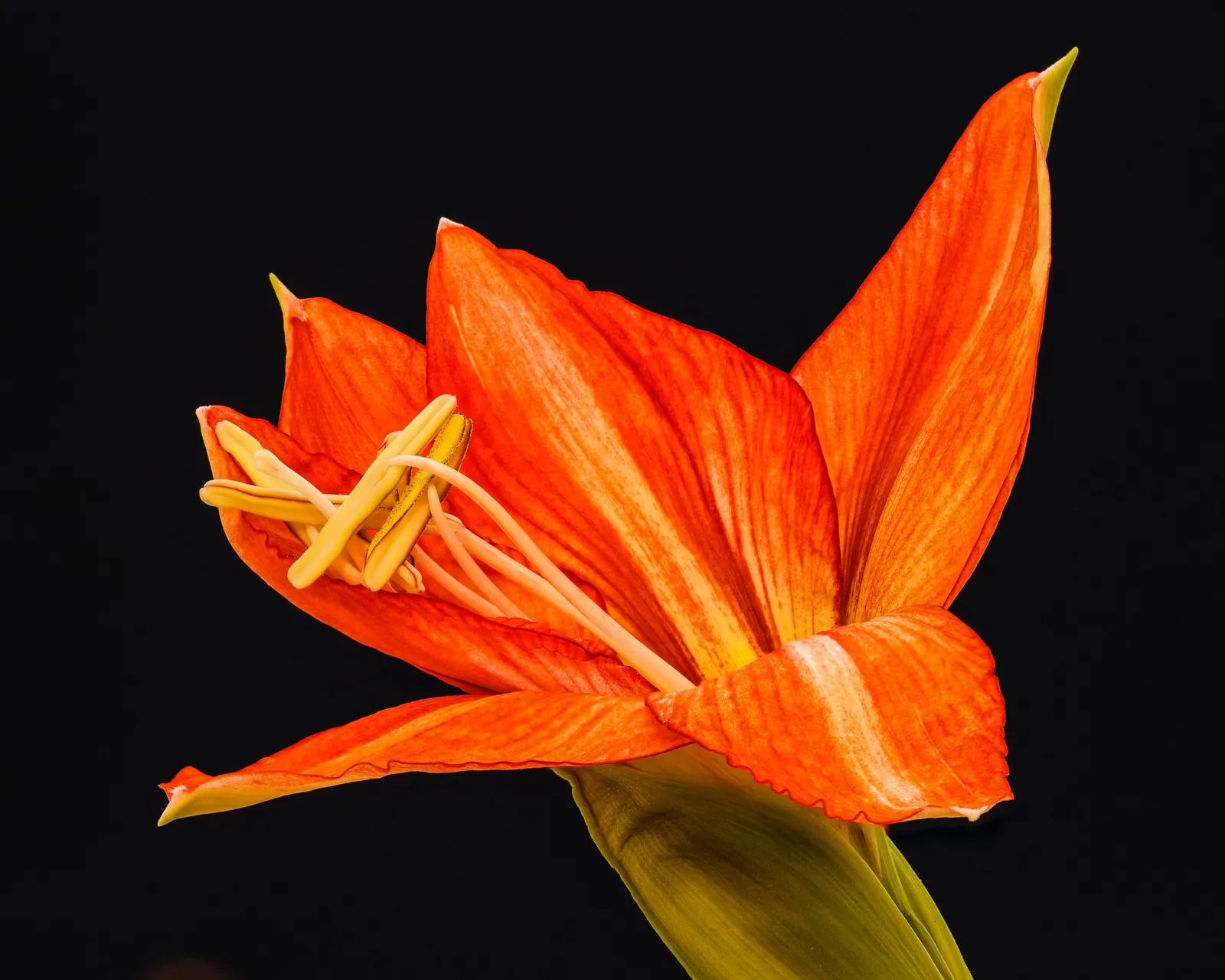 Naked Lady, Belladonna Lily (Amaryllis Belladonna) — one can expect a dramatic and colorful display that will captivate onlookers and provide an, image 52