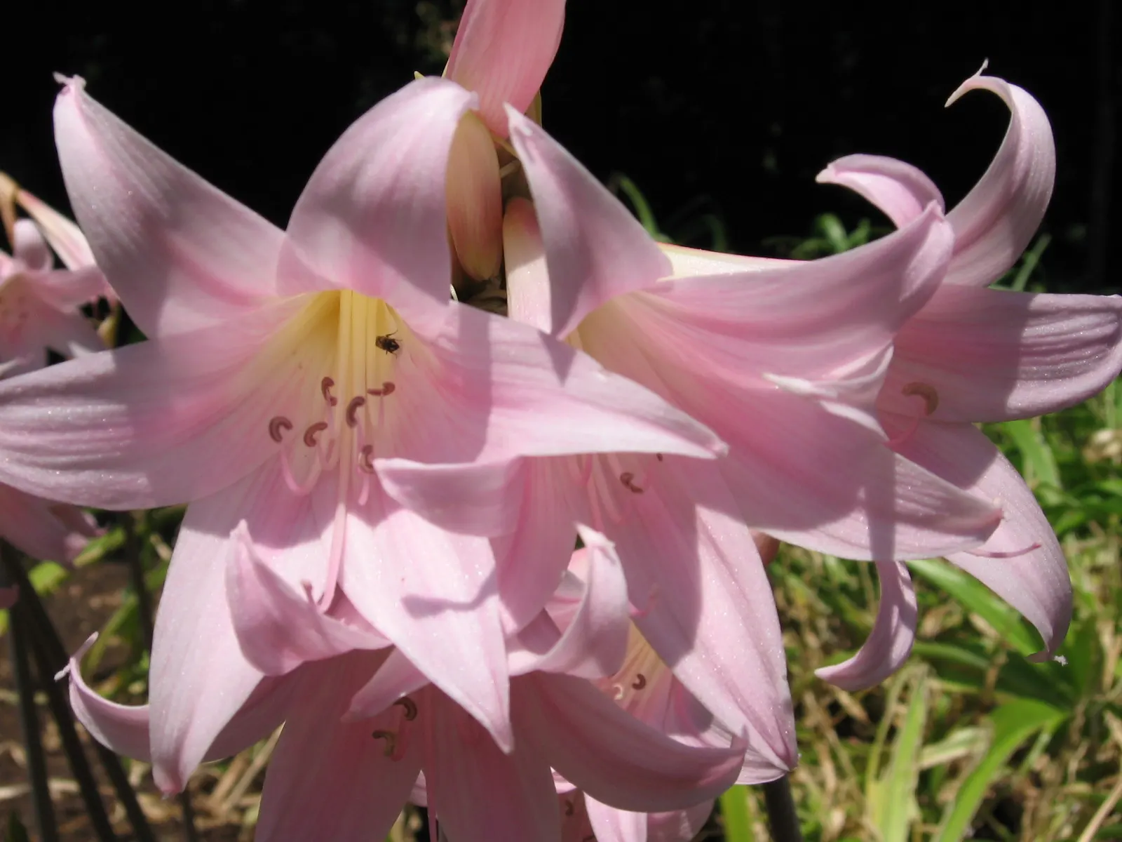 Naked Lady, Belladonna Lily (Amaryllis Belladonna) — or as a stand-alone specimen; which can reach a height of 18 to 24 inches