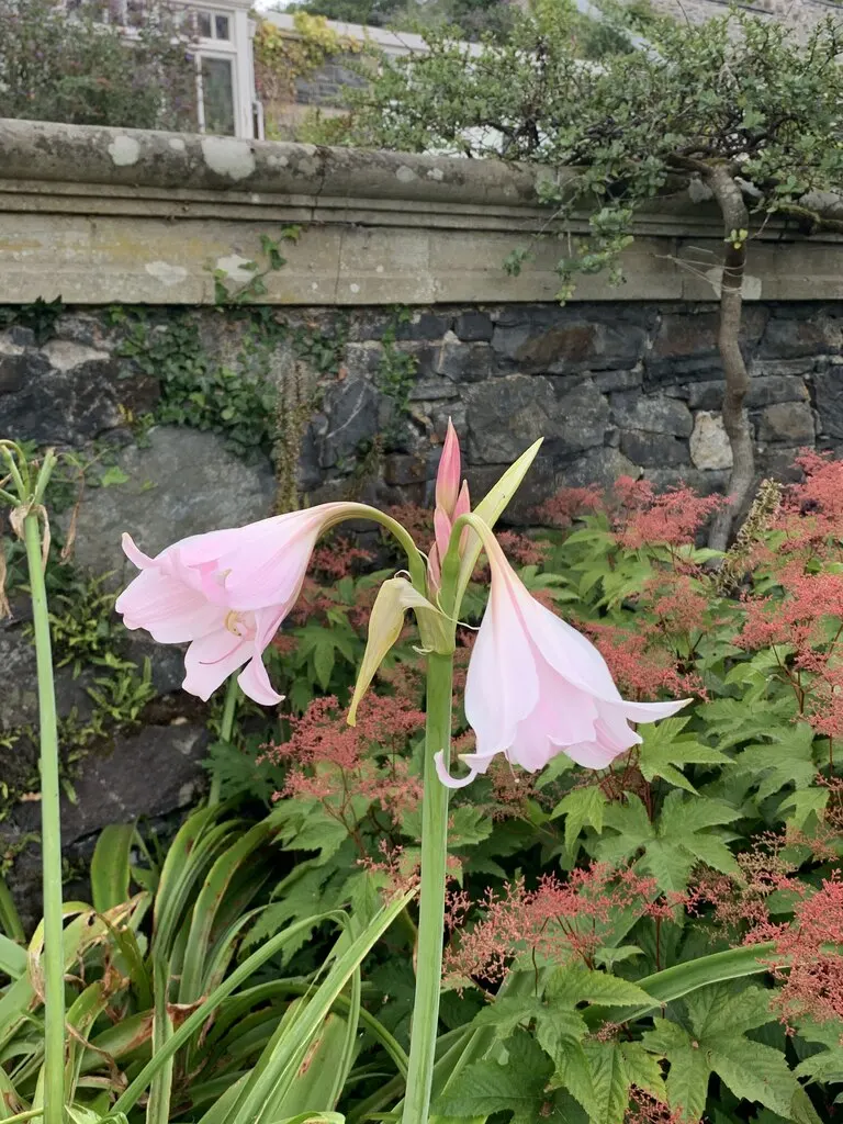 Naked Lady, Belladonna Lily (Amaryllis Belladonna) — The flowers themselves are trumpet-shaped; mediterranean feel to the setting, image 68