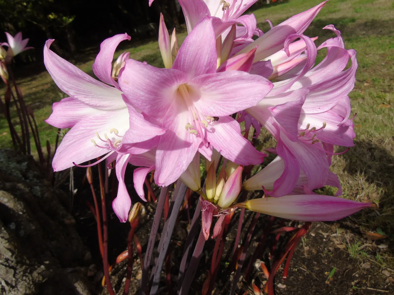 Naked Lady, Belladonna Lily (Amaryllis Belladonna) — Poisonous if ingested; handle with care; or as a stand-alone specimen