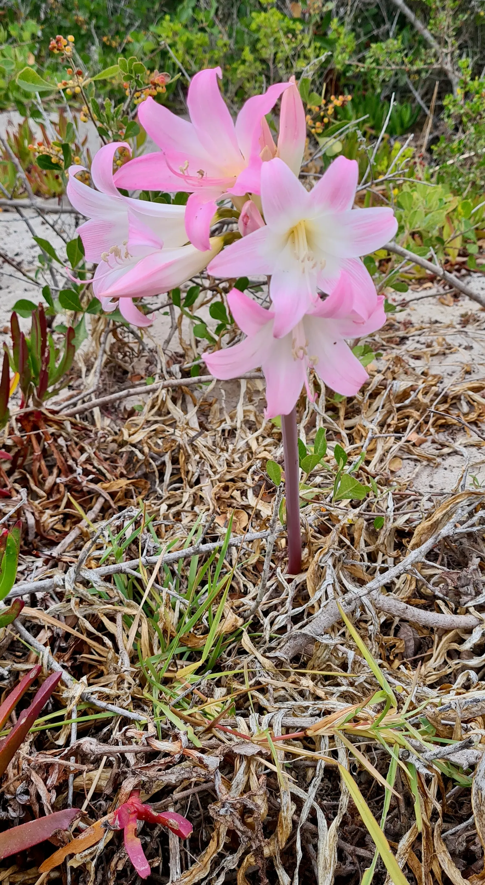 Naked Lady, Belladonna Lily (Amaryllis Belladonna) — It features fragrant pink trumpet-shaped flowers on leafless stems, reaching up to 24 inches tall