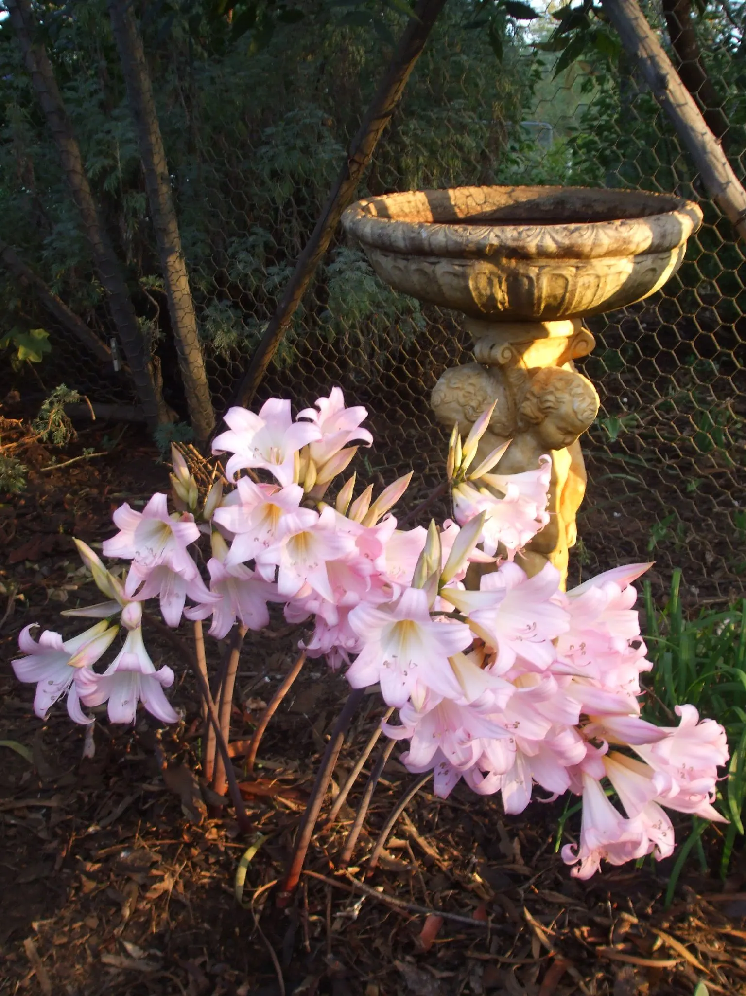 Naked Lady, Belladonna Lily (Amaryllis Belladonna) — This plant thrives in U.S