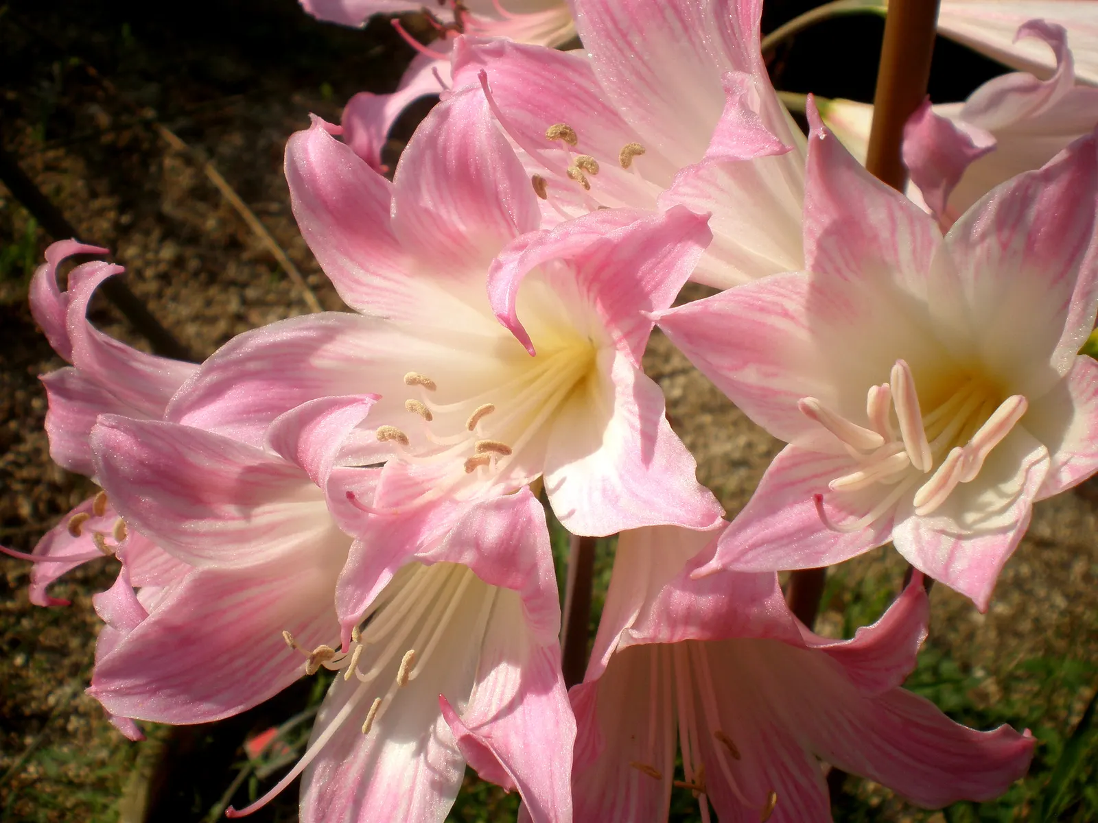 Naked Lady, Belladonna Lily (Amaryllis Belladonna) — The Amaryllis belladonna is hardy to USDA zones 7 through 10; which can reach a height of 18 to 24 inches