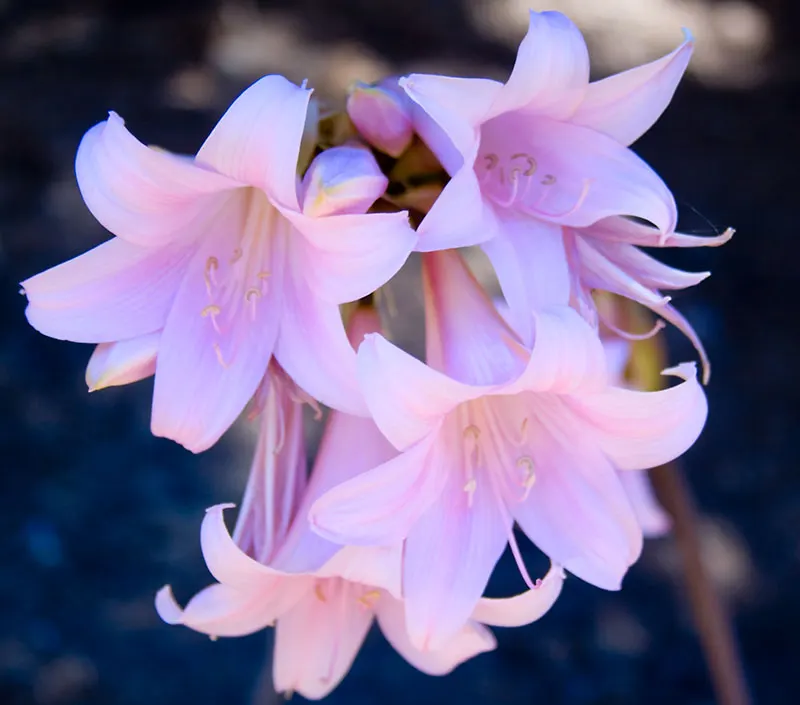 Naked Lady, Belladonna Lily (Amaryllis Belladonna) — is a perennial flowering plant native to South Africa; this plant thrives in U.S, image 65