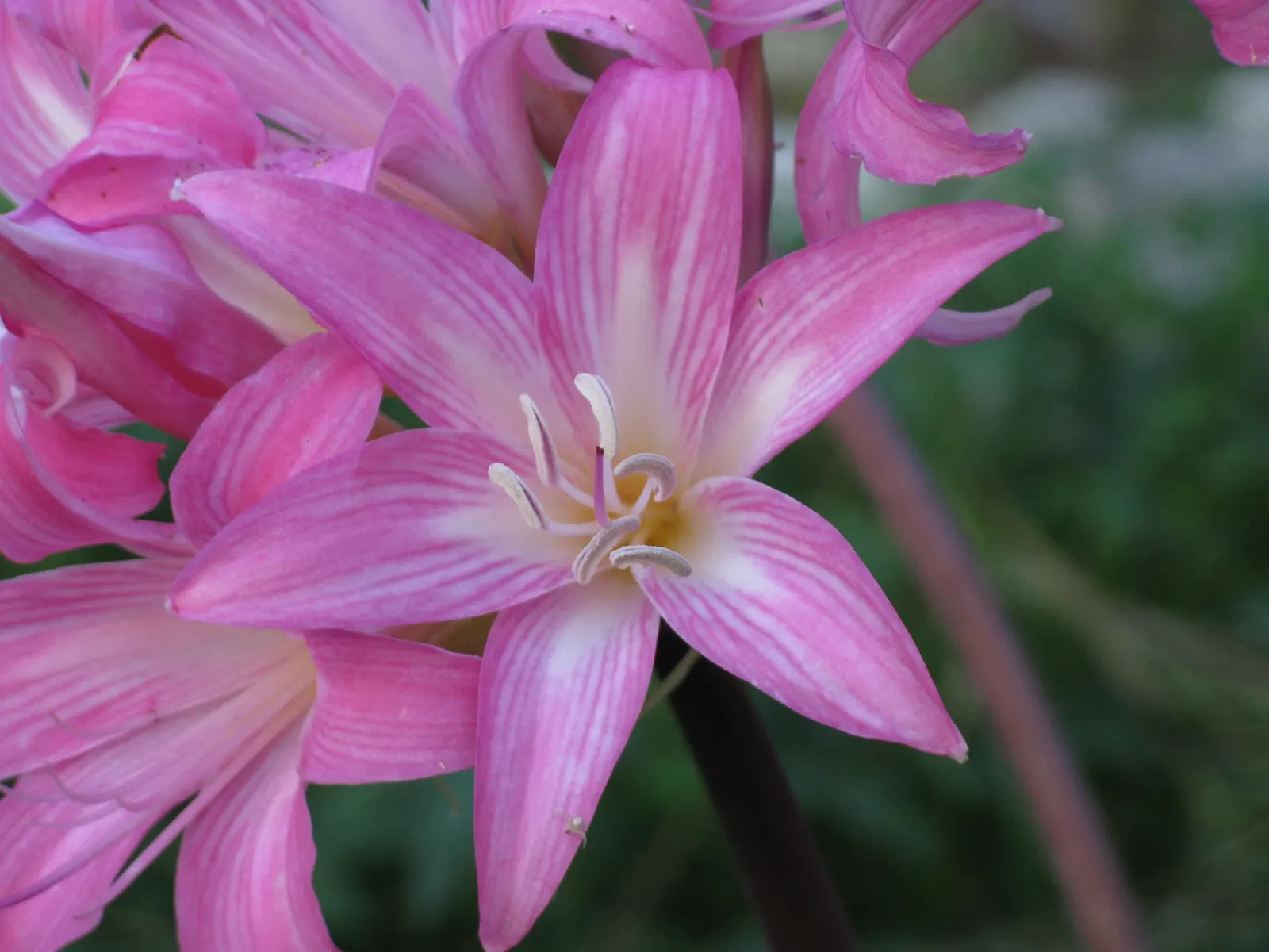 Naked Lady, Belladonna Lily (Amaryllis Belladonna) — commonly referred to as the Naked Lady or the Belladonna Lily; mediterranean feel to the, image 64