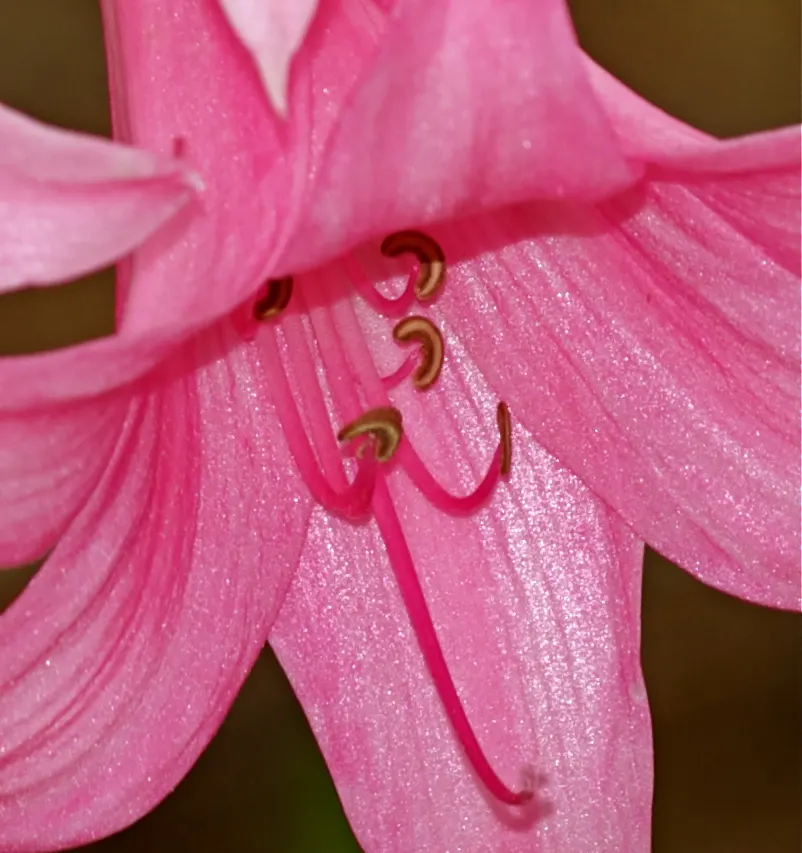 Naked Lady, Belladonna Lily (Amaryllis Belladonna) — multi-colored and pink flowers in the garden; which can reach a height of 18 to 24 inches