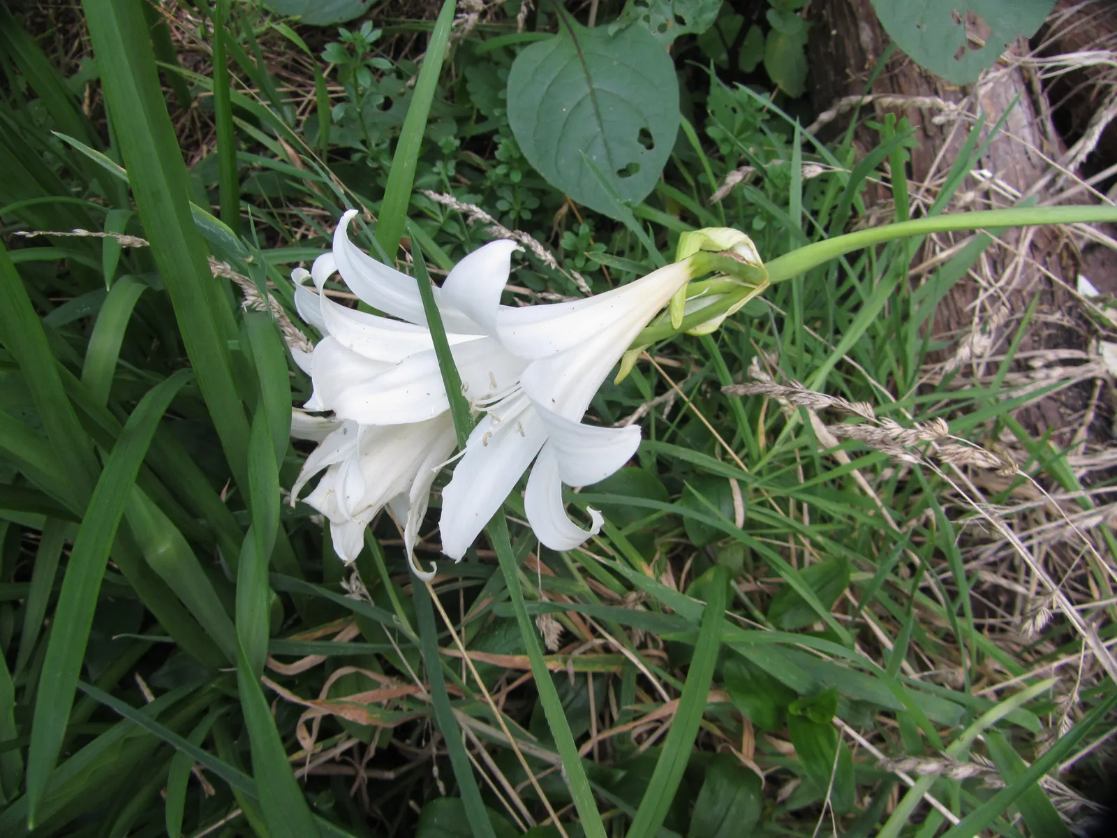 Naked Lady, Belladonna Lily (Amaryllis Belladonna) — The flowers themselves are trumpet-shaped; mediterranean feel to the setting