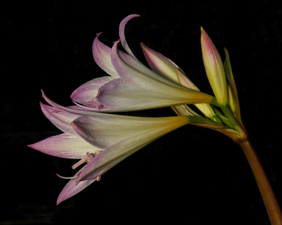 Naked Lady, Belladonna Lily (Amaryllis Belladonna) — each bloom measuring approximately 4 to 6 inches in diameter.<br><br>Blossoming in late summer, image 42
