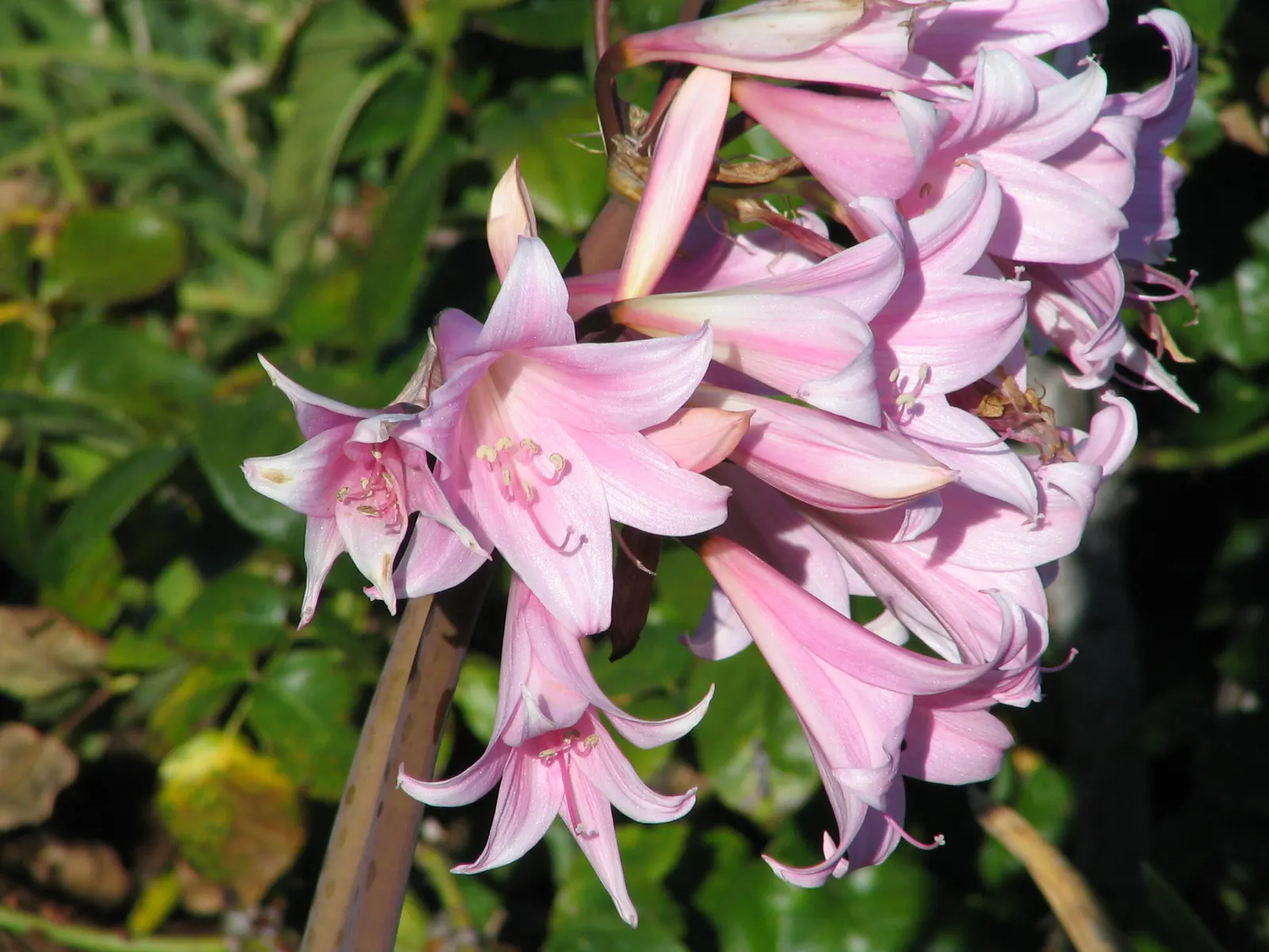 Naked Lady, Belladonna Lily (Amaryllis Belladonna) — which can reach a height of 18 to 24 inches; or as a stand-alone specimen, image 67