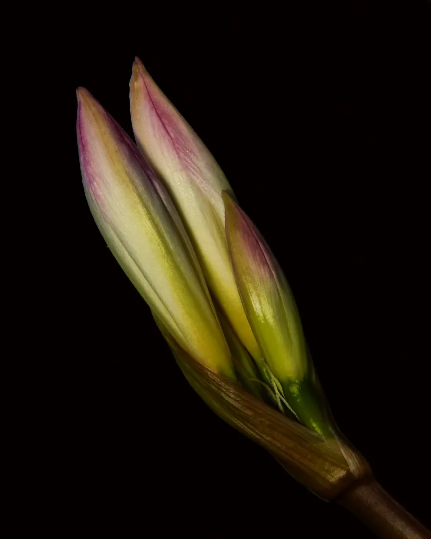 Naked Lady, Belladonna Lily (Amaryllis Belladonna) — Its late-summer bloom offers a striking display ideal for mixed borders; which can reach a height of 18 to