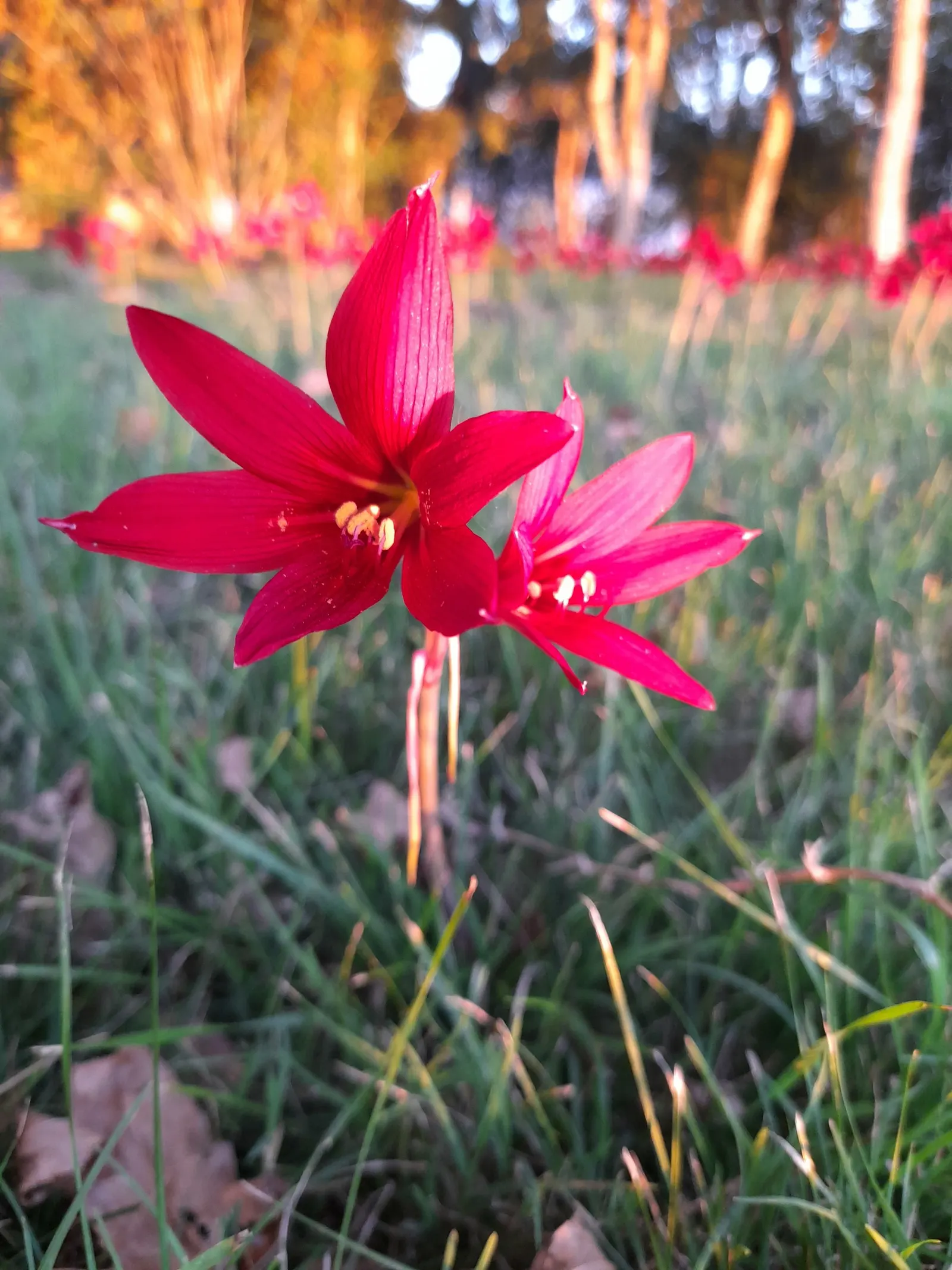 Naked Lady, Belladonna Lily (Amaryllis Belladonna) — sunny locations and well-draining soil; mediterranean feel to the setting
