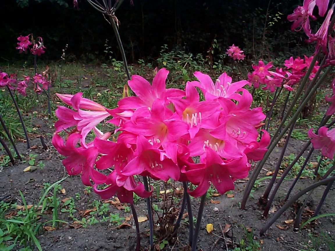 Naked Lady, Belladonna Lily (Amaryllis Belladonna) — Mediterranean feel to the setting