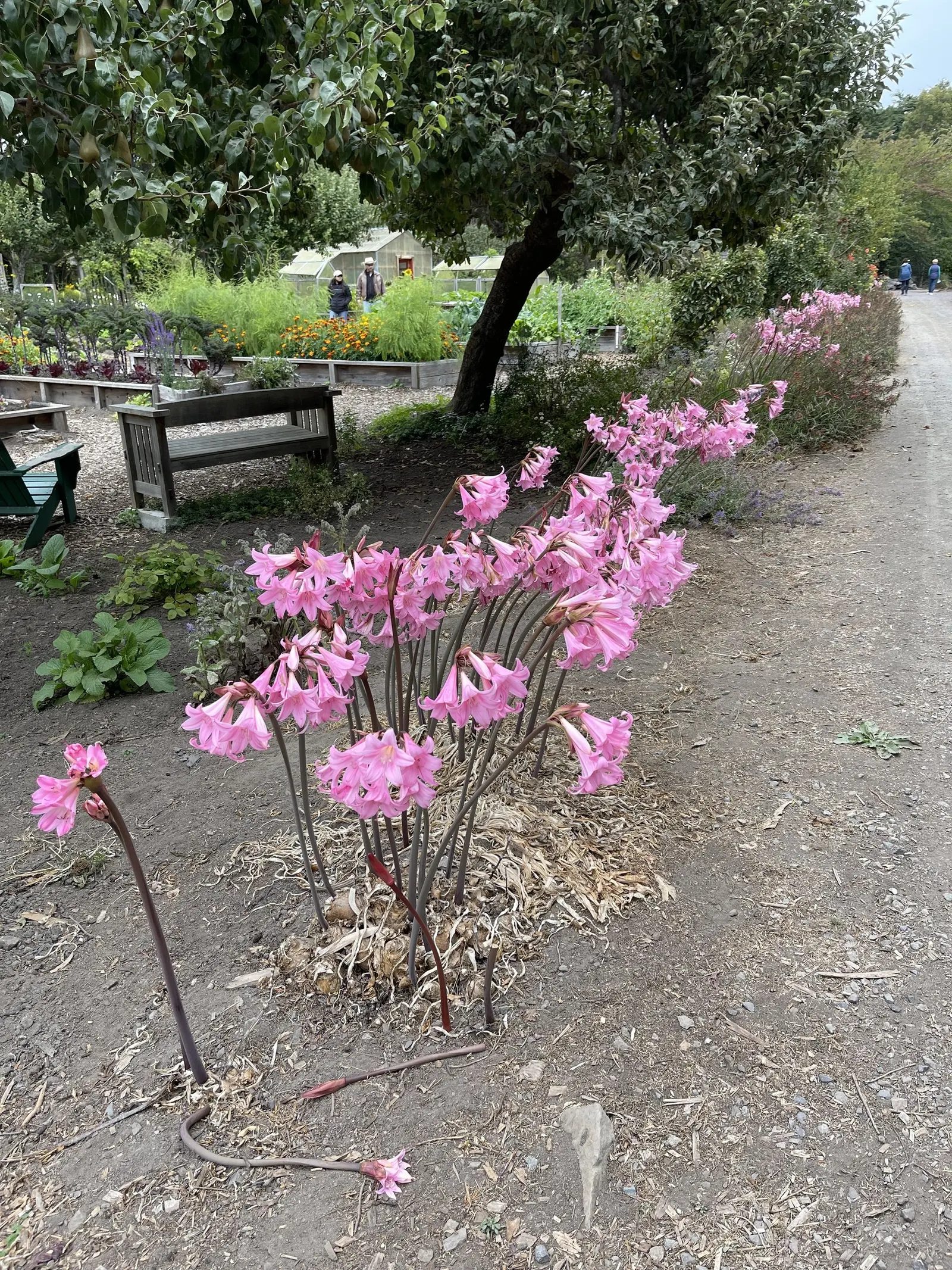Naked Lady, Belladonna Lily (Amaryllis Belladonna) — with each bulb being set 8 to 12 inches apart and at a depth of 5 to 6 inches
