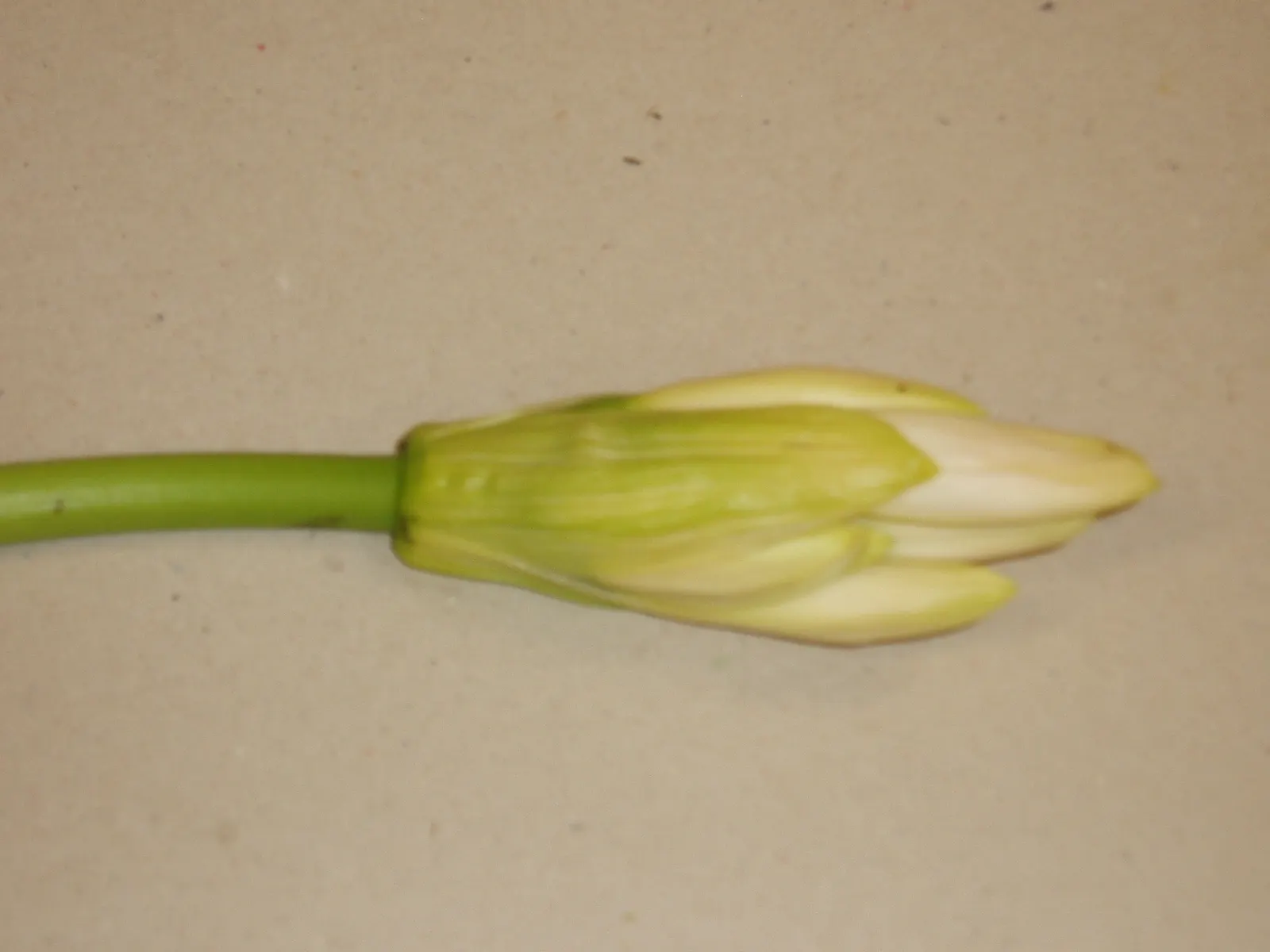 Naked Lady, Belladonna Lily (Amaryllis Belladonna) — bulb for full or half or shade; mediterranean feel to the setting