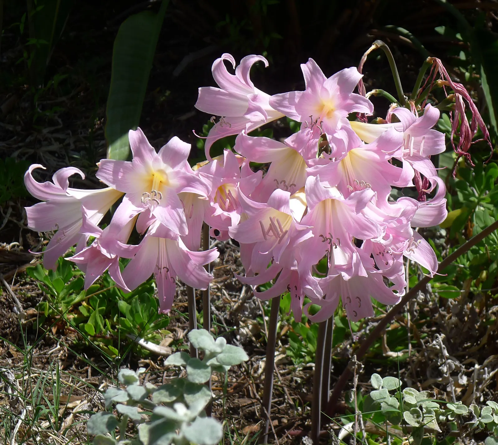 Naked Lady, Belladonna Lily (Amaryllis Belladonna) — The strap-like leaves emerge in late winter