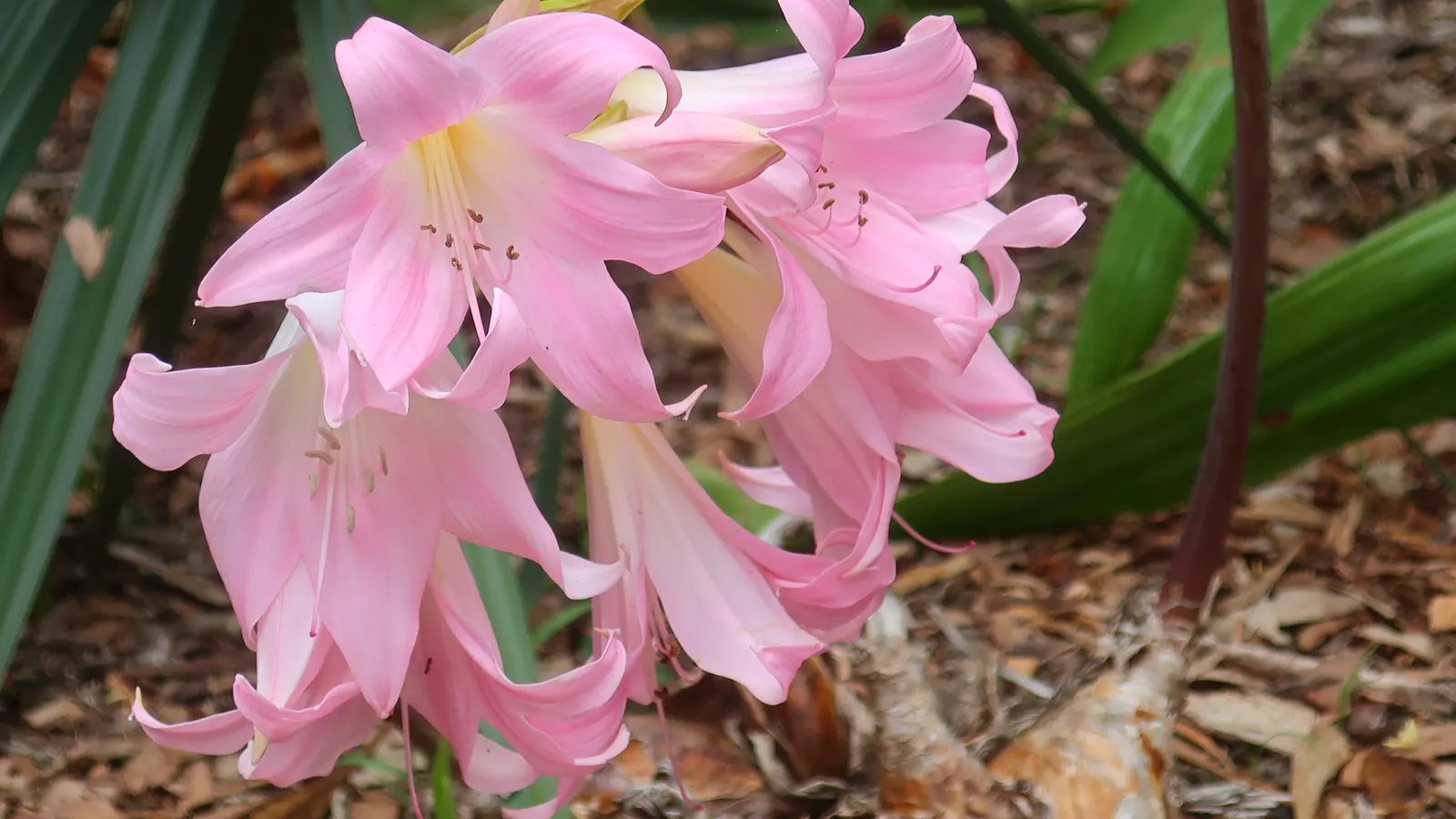 Naked Lady, Belladonna Lily (Amaryllis Belladonna) — pale pink to a more intense magenta; this plant thrives in U.S, image 69
