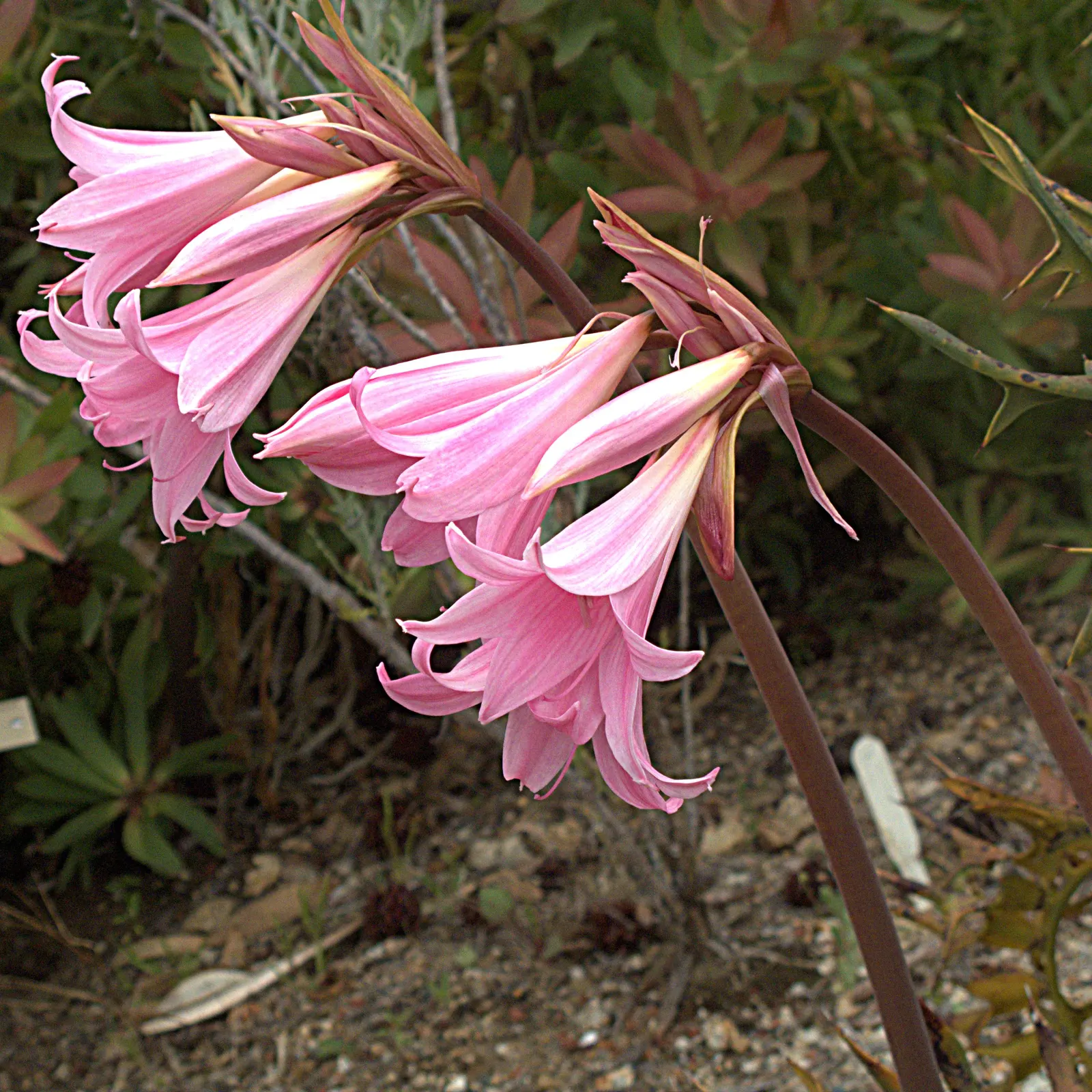 Naked Lady, Belladonna Lily (Amaryllis Belladonna) — is a perennial flowering plant native to South Africa