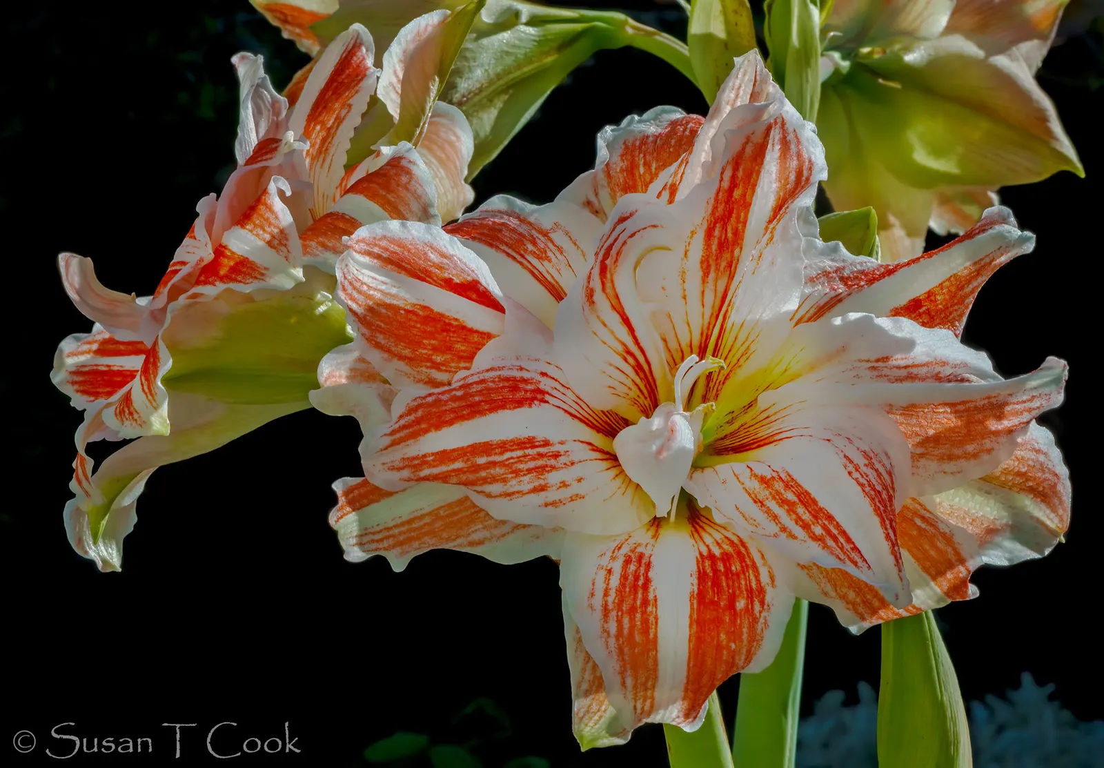Naked Lady, Belladonna Lily (Amaryllis Belladonna) — This striking species is particularly noted for its vibrant pink blooms and distinctive growth pattern