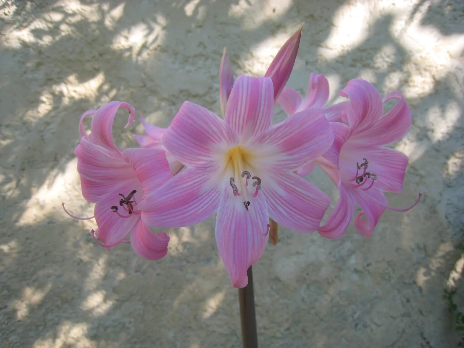 Naked Lady, Belladonna Lily (Amaryllis Belladonna) — This plant thrives in U.S; mediterranean feel to the setting