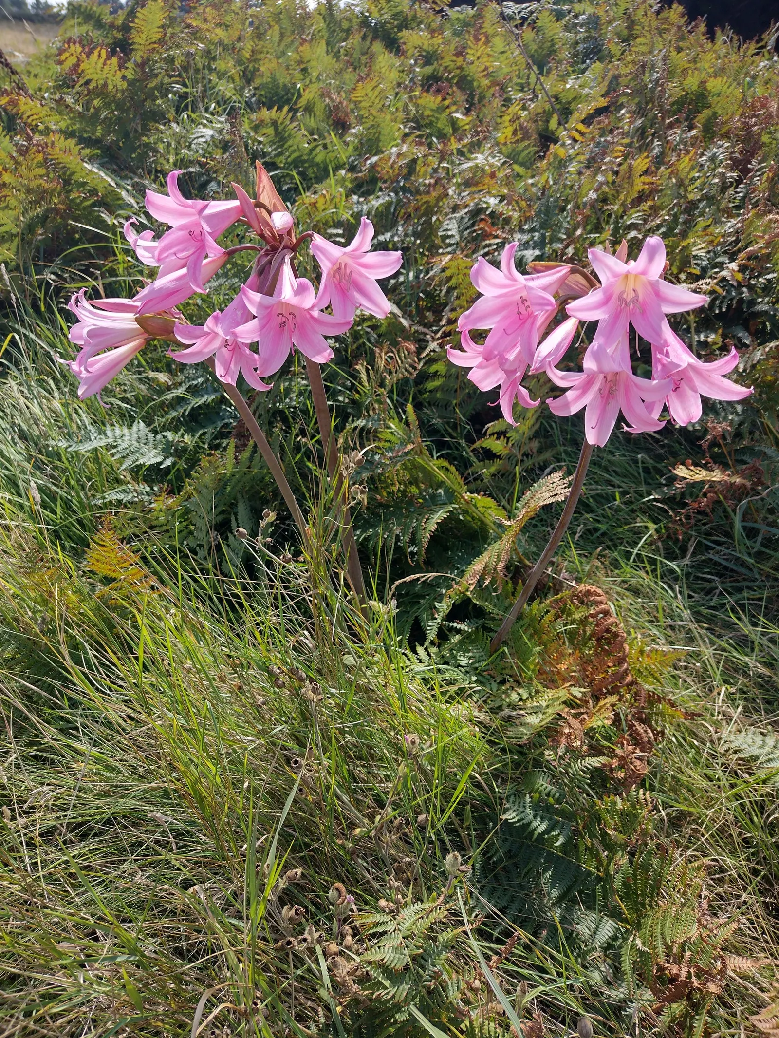 Naked Lady, Belladonna Lily (Amaryllis Belladonna) — enduring temperatures down to 5&deg;F to -12&deg;F; or as a stand-alone specimen