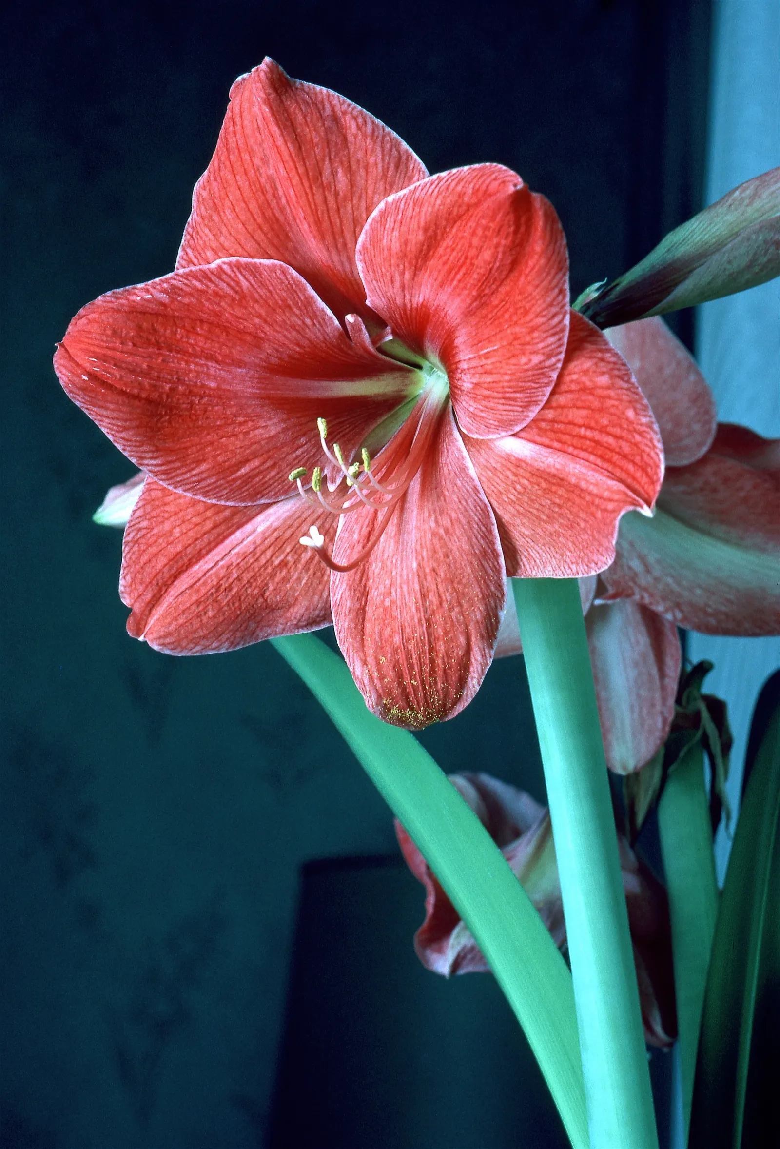 Naked Lady, Belladonna Lily (Amaryllis Belladonna) — The flowers themselves are trumpet-shaped