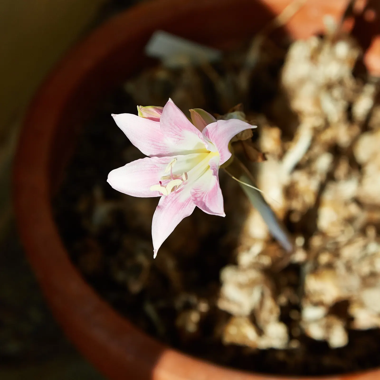 Naked Lady, Belladonna Lily (Amaryllis Belladonna) — or as a stand-alone specimen