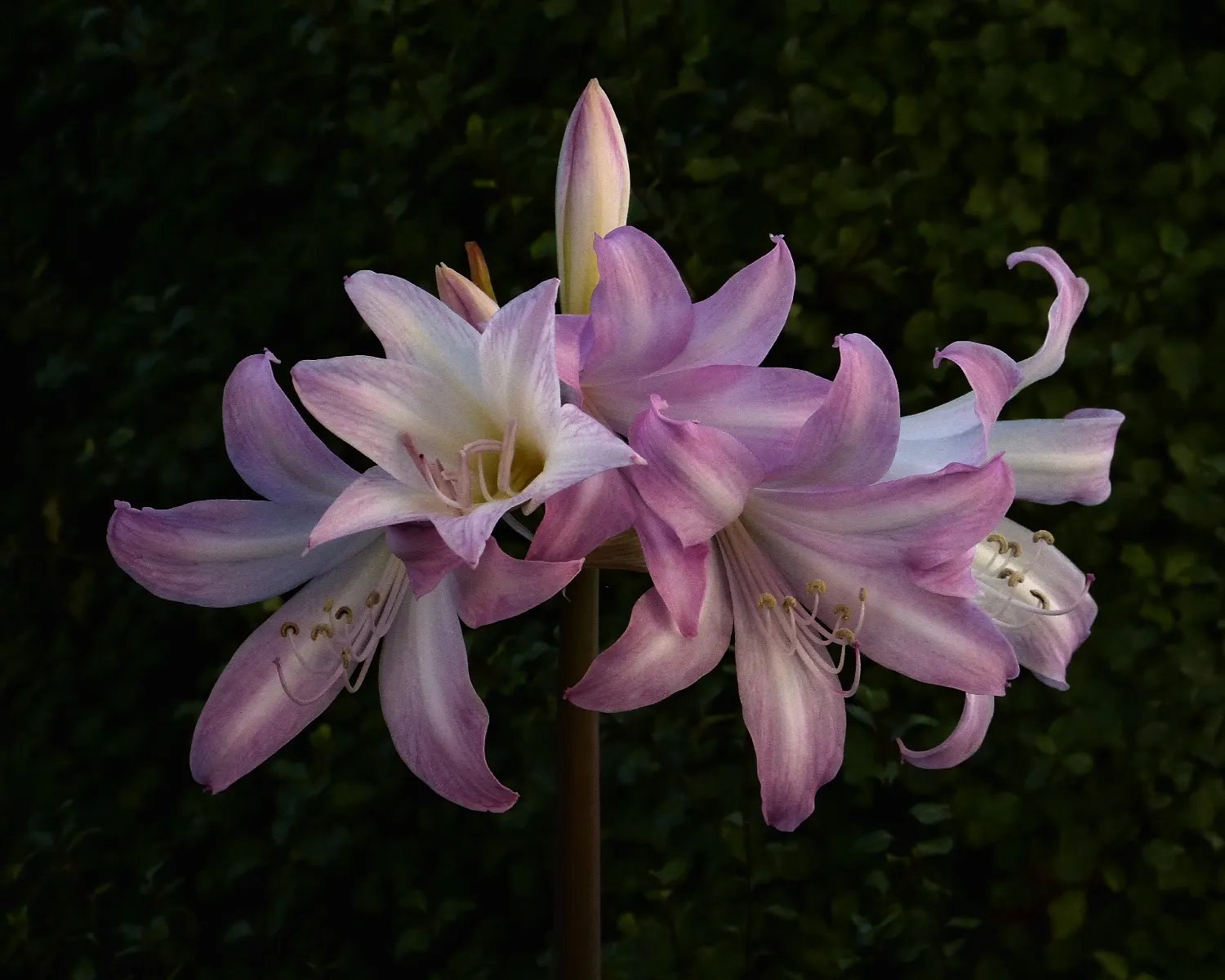 Naked Lady, Belladonna Lily (Amaryllis Belladonna) — The Amaryllis belladonna, commonly called Naked Lady or Belladonna Lily, is a perennial, image 29