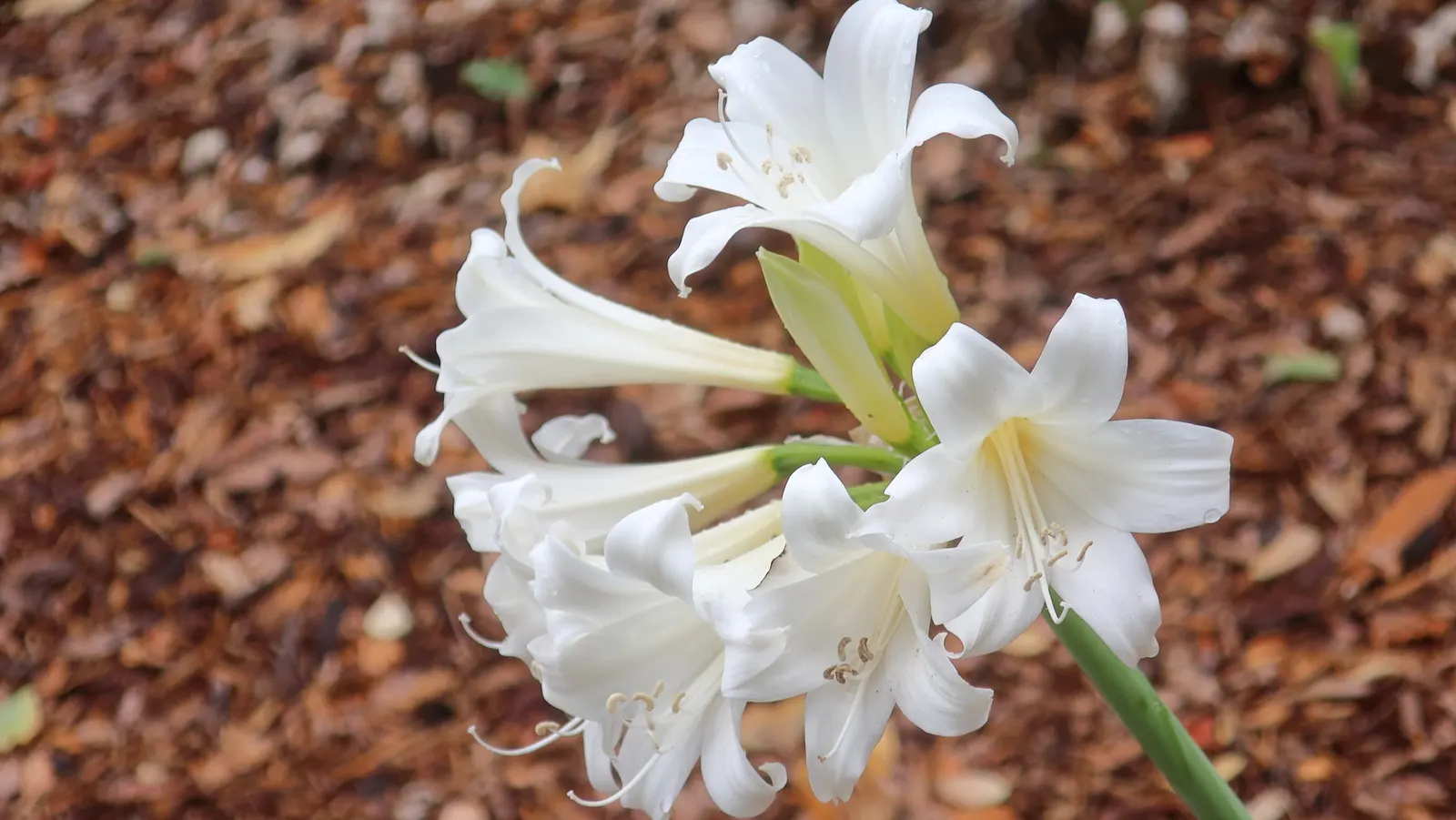 Naked Lady, Belladonna Lily (Amaryllis Belladonna) — commonly referred to as the Naked Lady or the Belladonna Lily; mediterranean feel to the setting